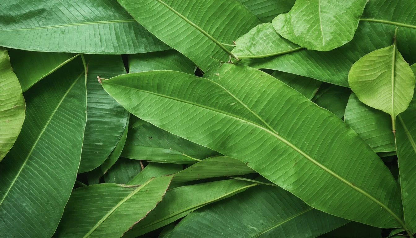Overlapping green banana leaves with visible veins and varying shades of green
