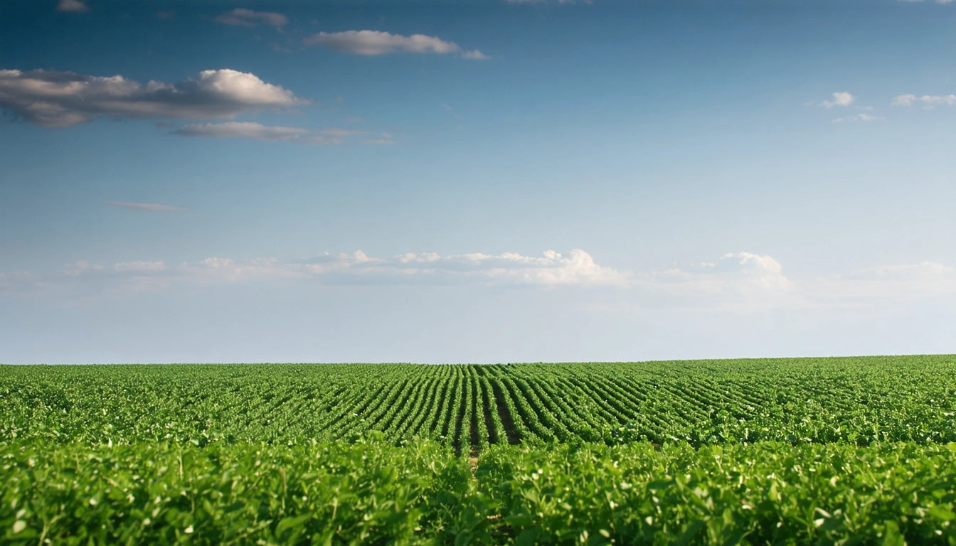 Green field with rows of crops under a clear blue sky with a few scattered clouds