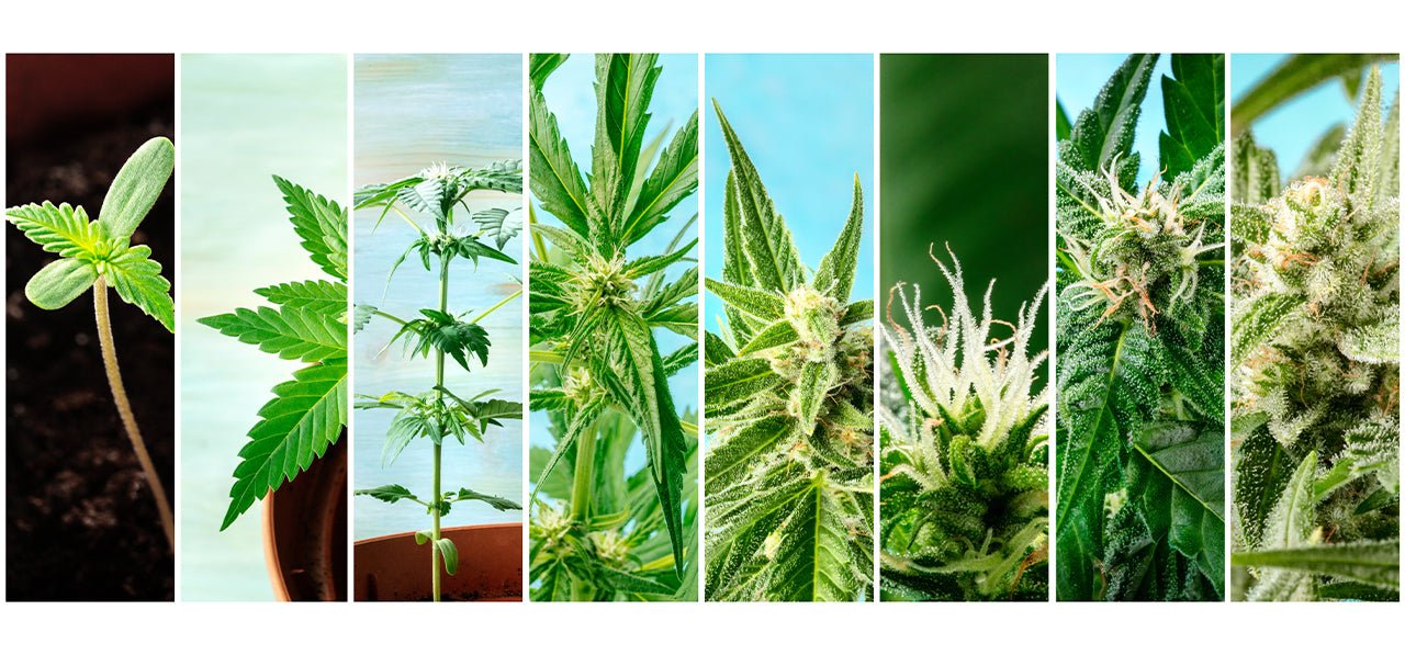 Growing Stages of The Cannabis Plant - 420 Packaging