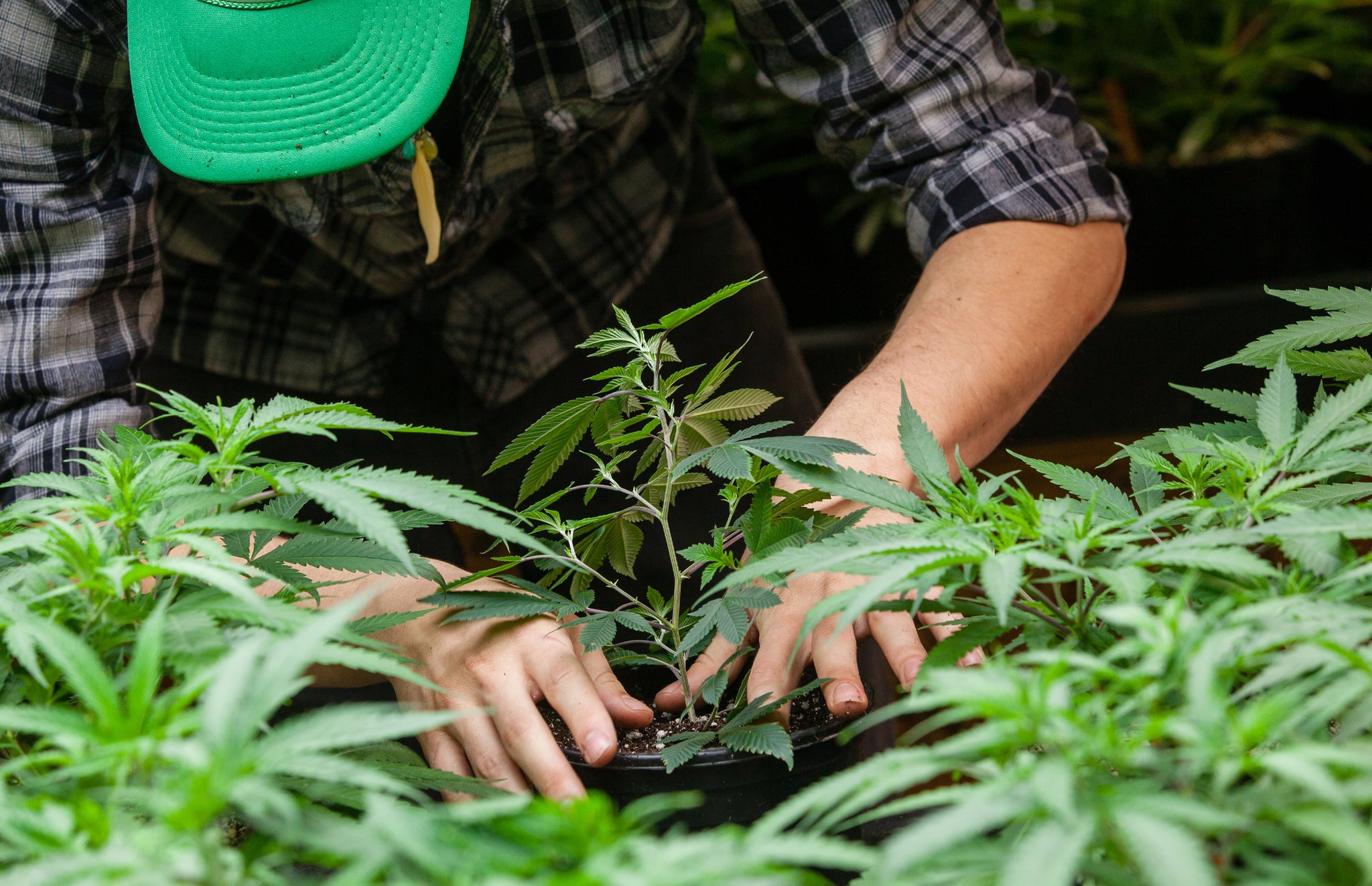 Cannabis Grow Trays: Designed For Maximum Performance