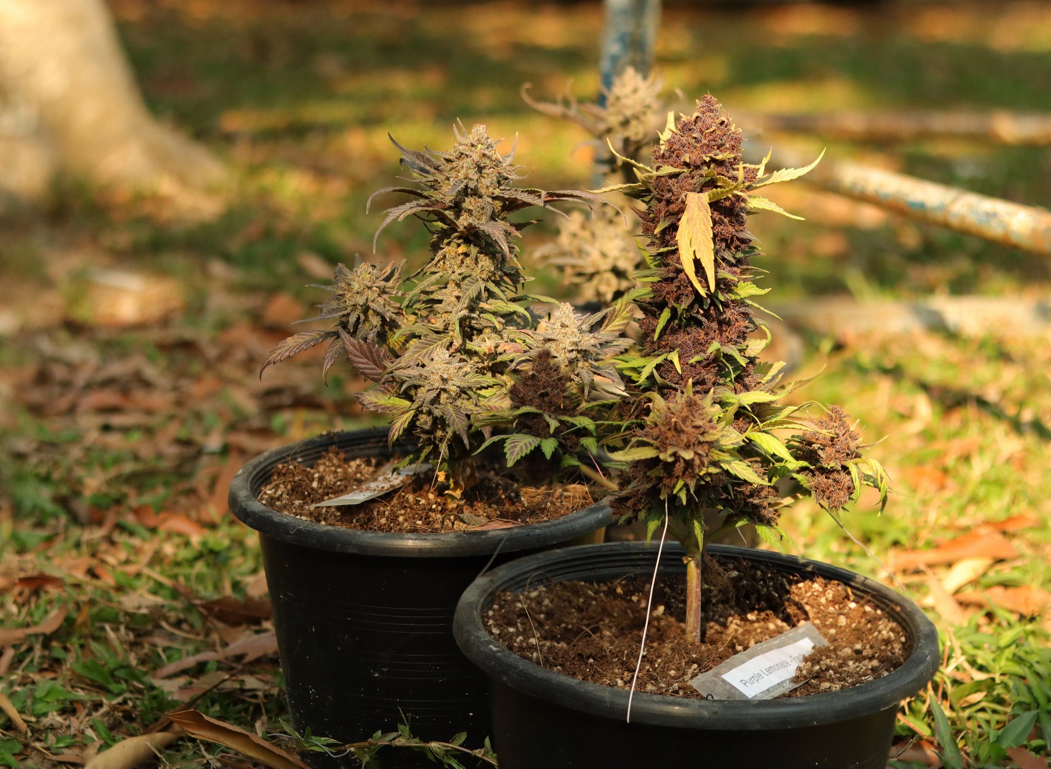 Cannabis Bonsai: The Art of Growing Weed Bonsai Plants