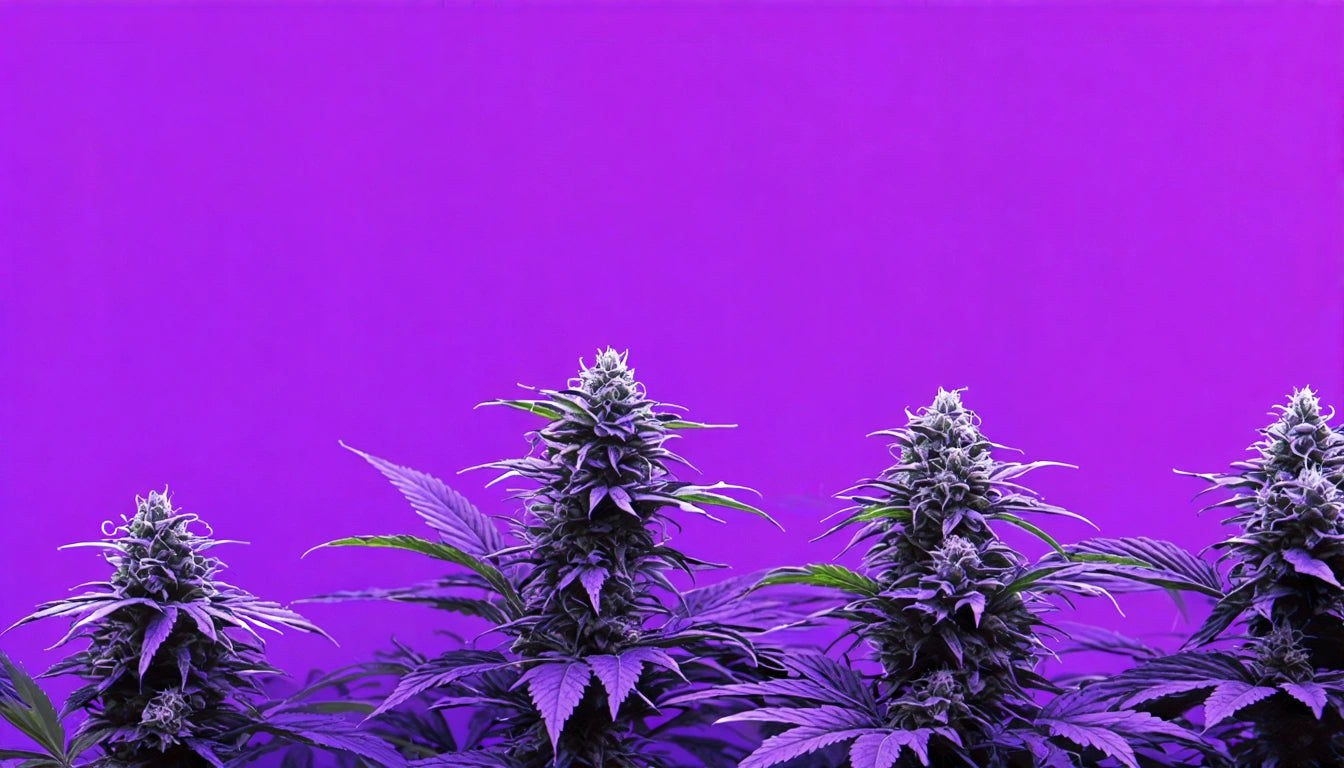 Three tall plants with dense, spiky leaves and buds against a vibrant purple background