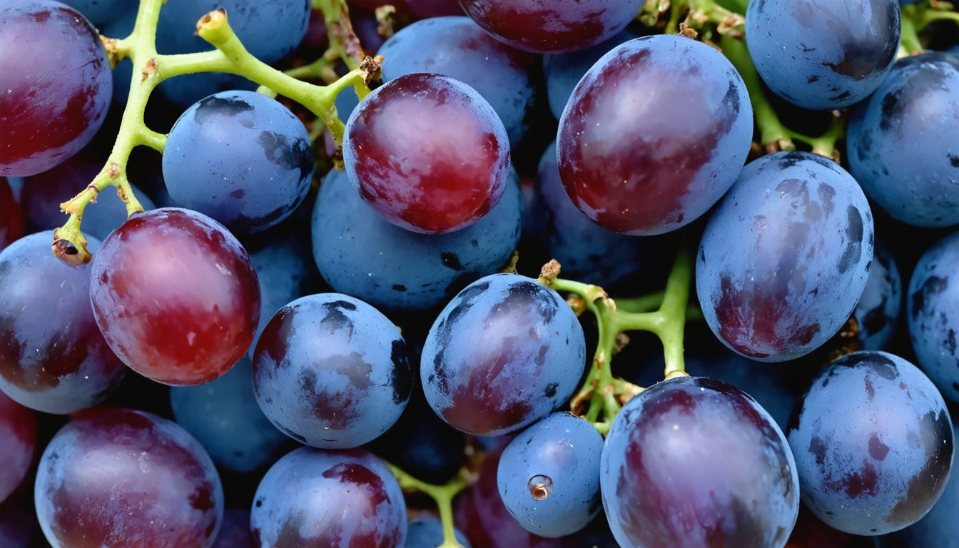 Clusters of ripe purple and red grapes with green stems