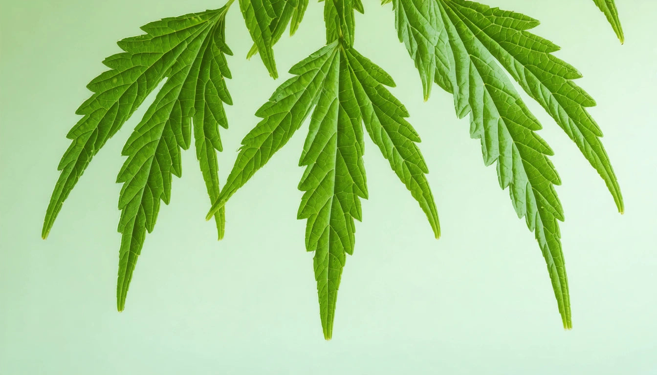Green serrated leaves hanging against a light green background