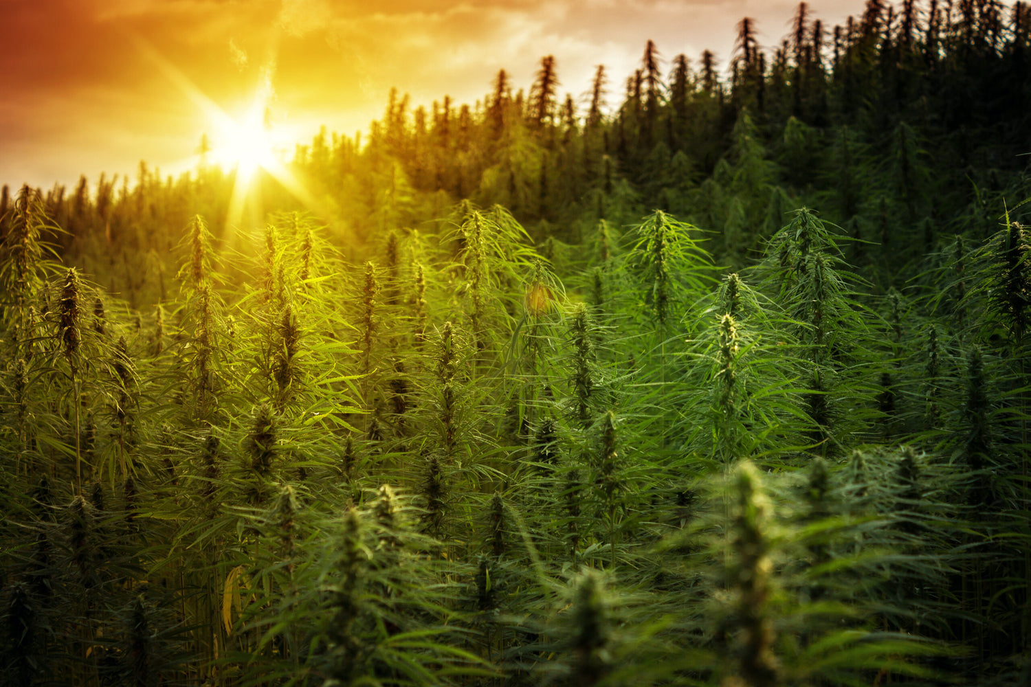 Extreme Temperatures Are Affecting Marijuana Growth On The West Coast
