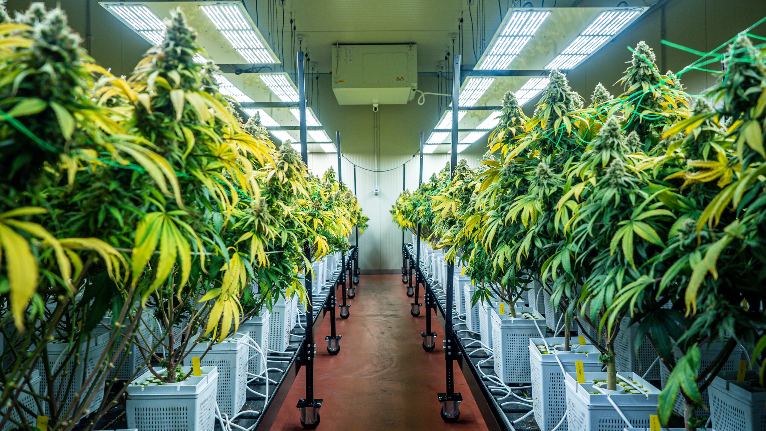 Shedding Light On The Cannabis Industry&#8217;s Climate Impact