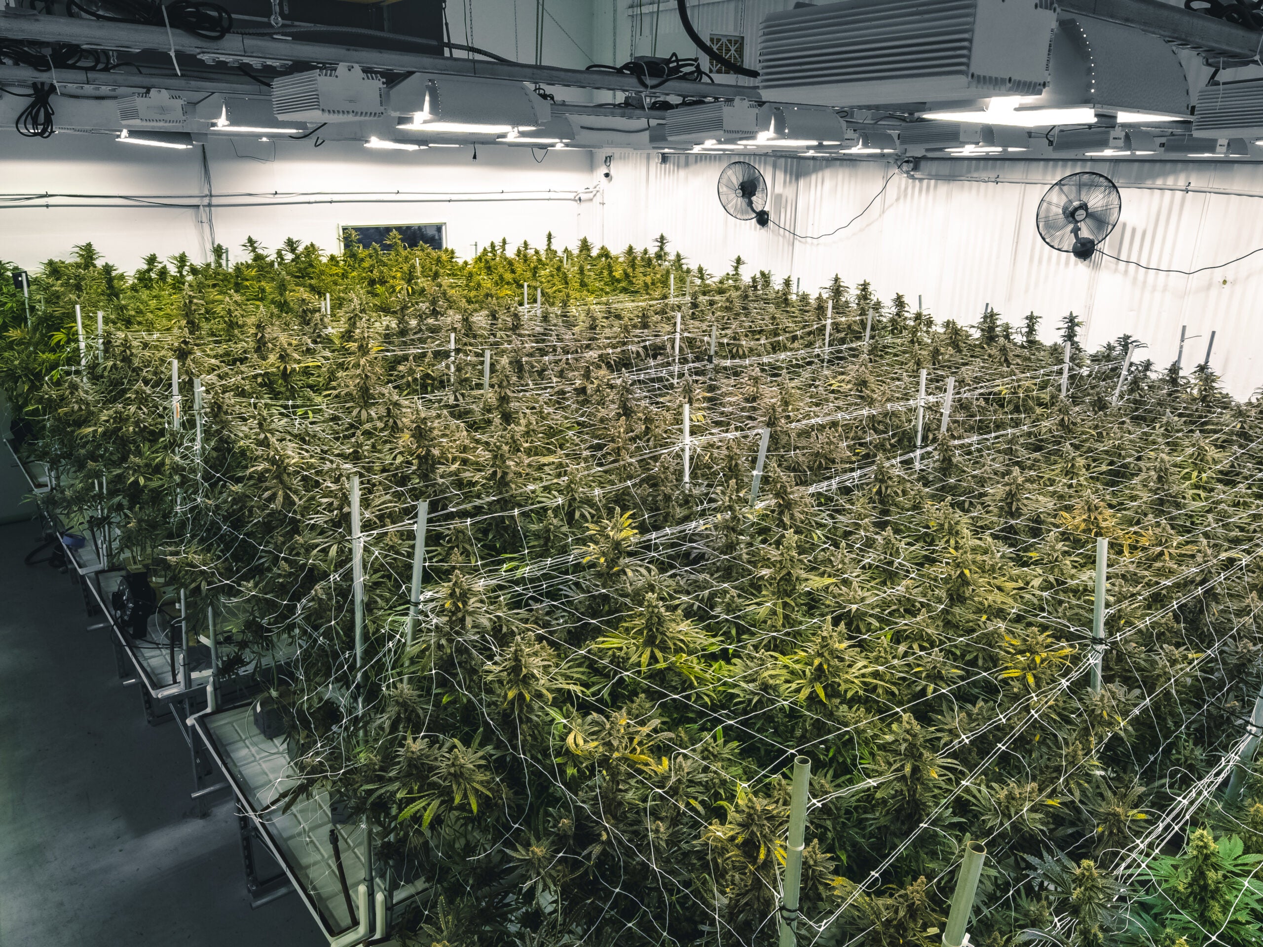 Ayr Wellness Expands Cultivation &#038; Manufacturing Space With $17 Million Tahoe Hydroponics Acquisition