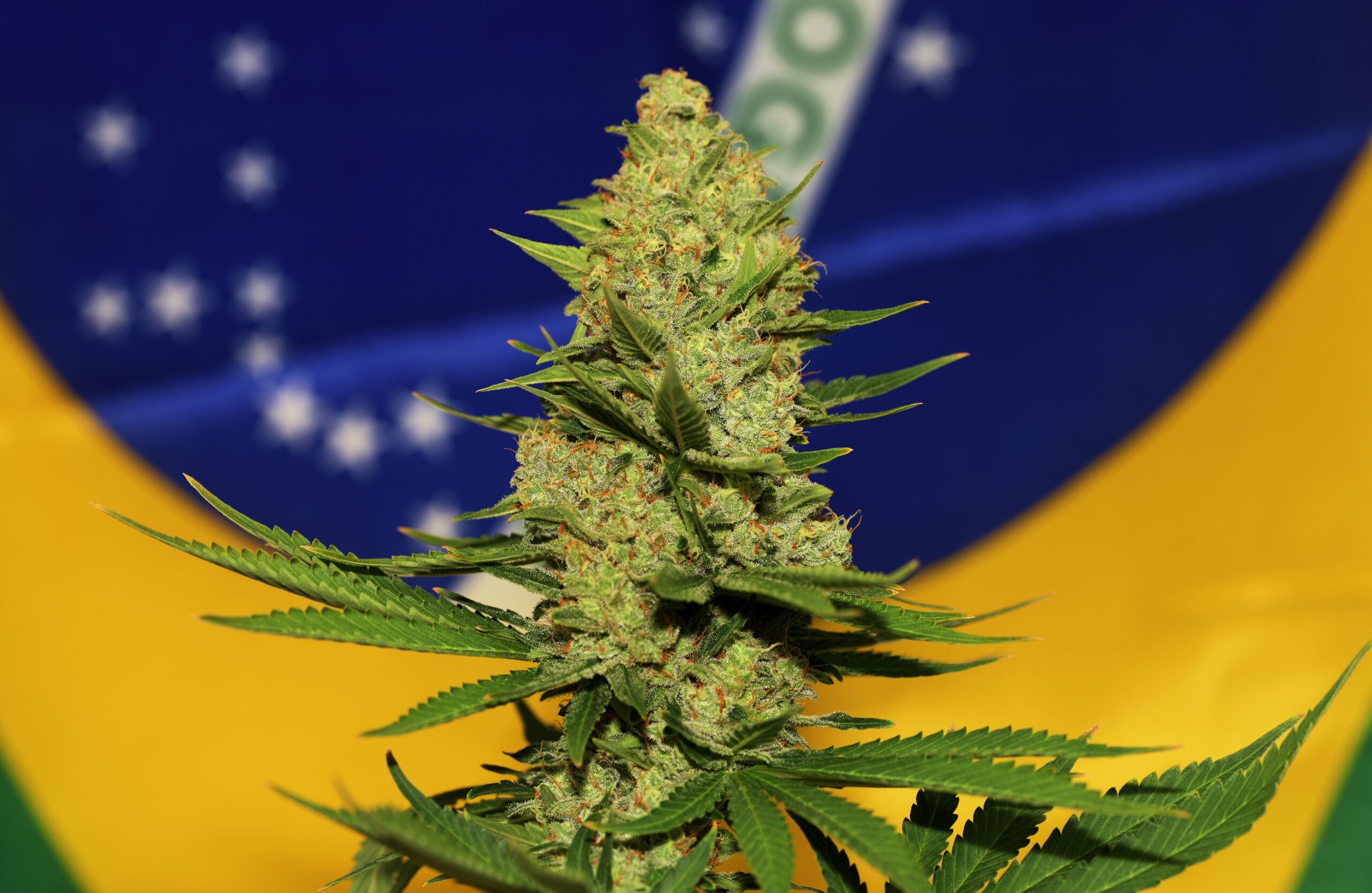 A New Bill Proposed In Brazil Brings the Country&#8217;s Complicated Cannabis History To Light
