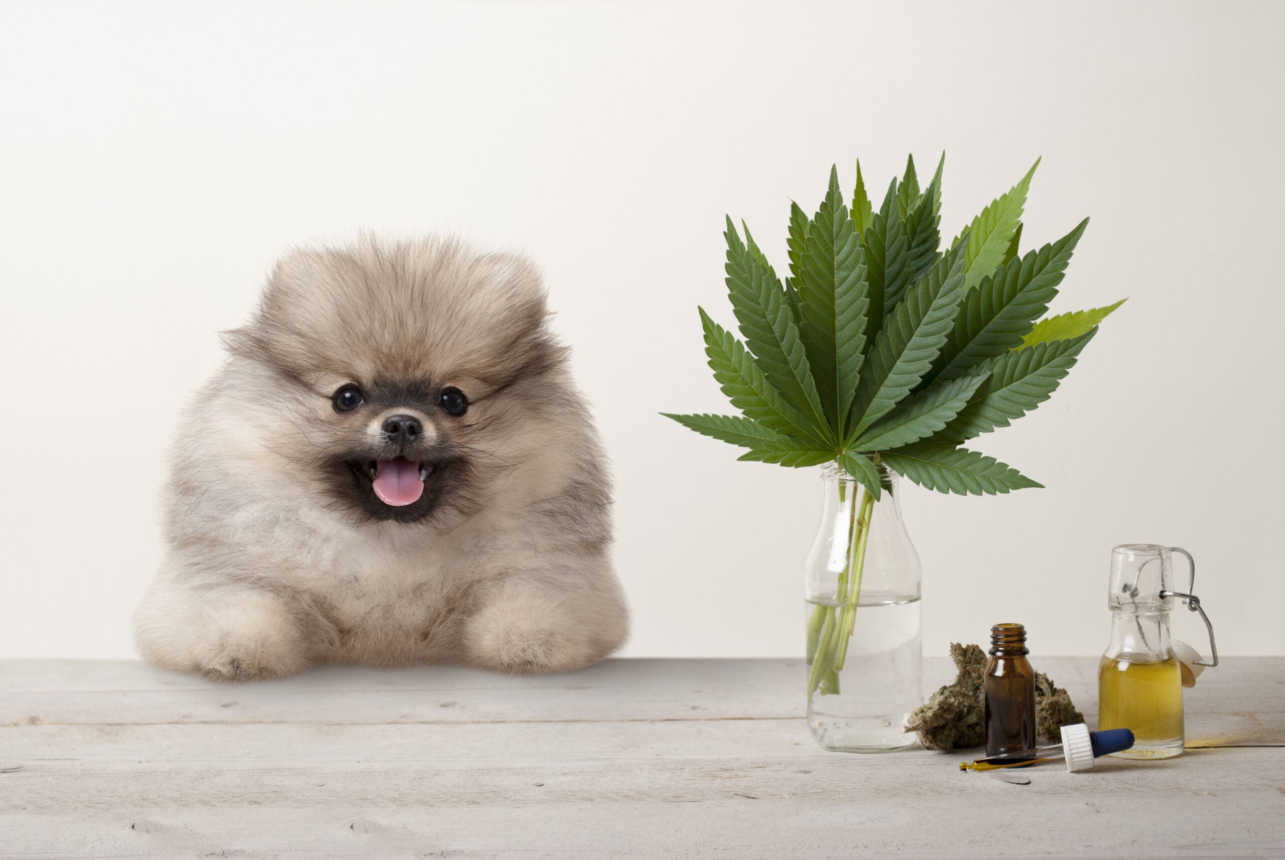 Cannabis Treatments For Pets