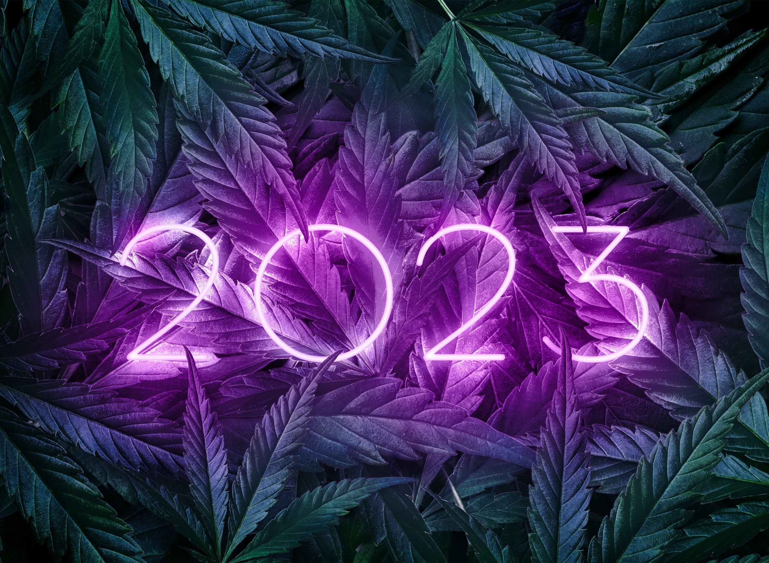 <strong>Trends in the Cannabis Industry 2023</strong>