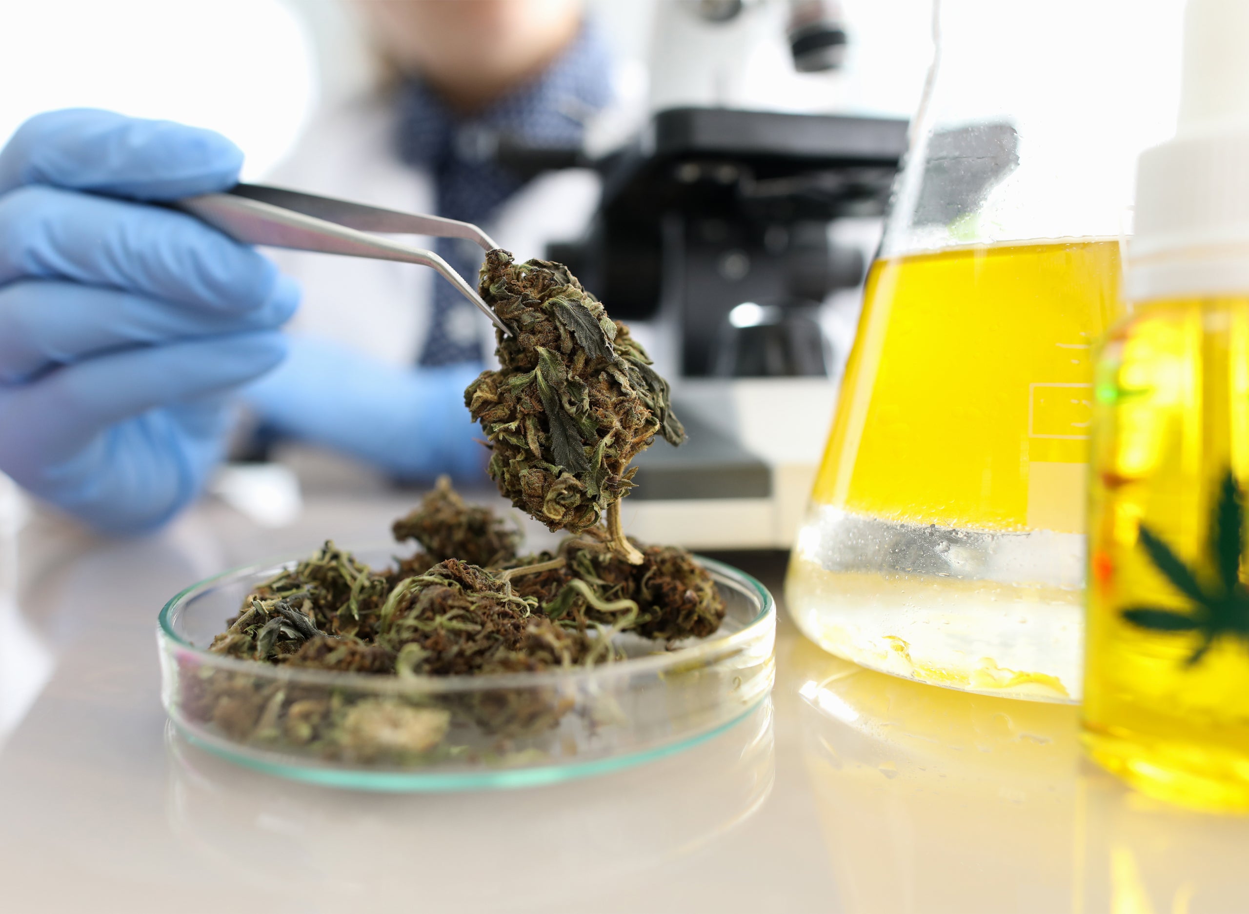 Israeli Company Clone Cannabis Cells With 12x The Potency