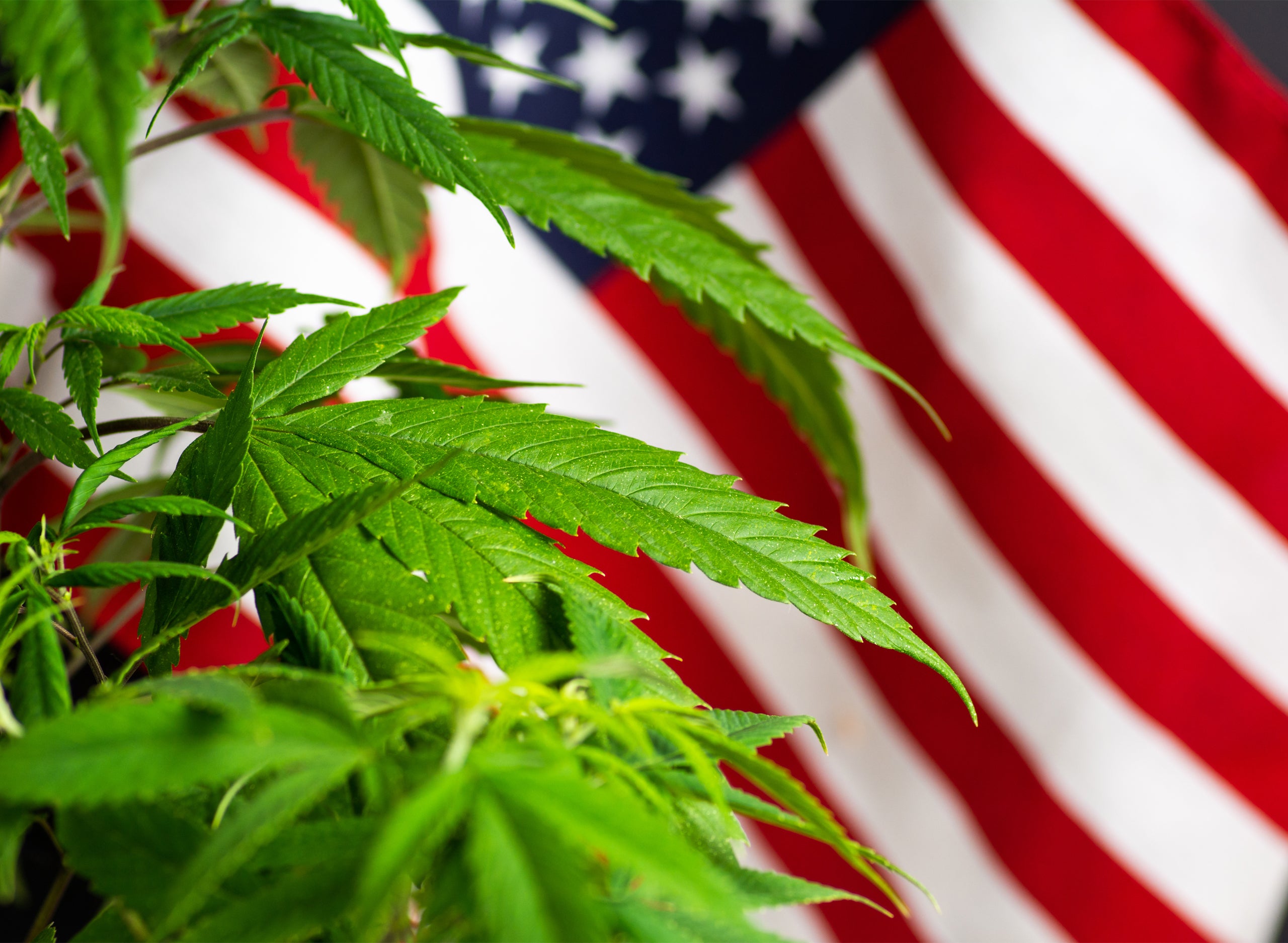 Polls Suggest Dicey Outcome For Adult-Use Cannabis In Midterms