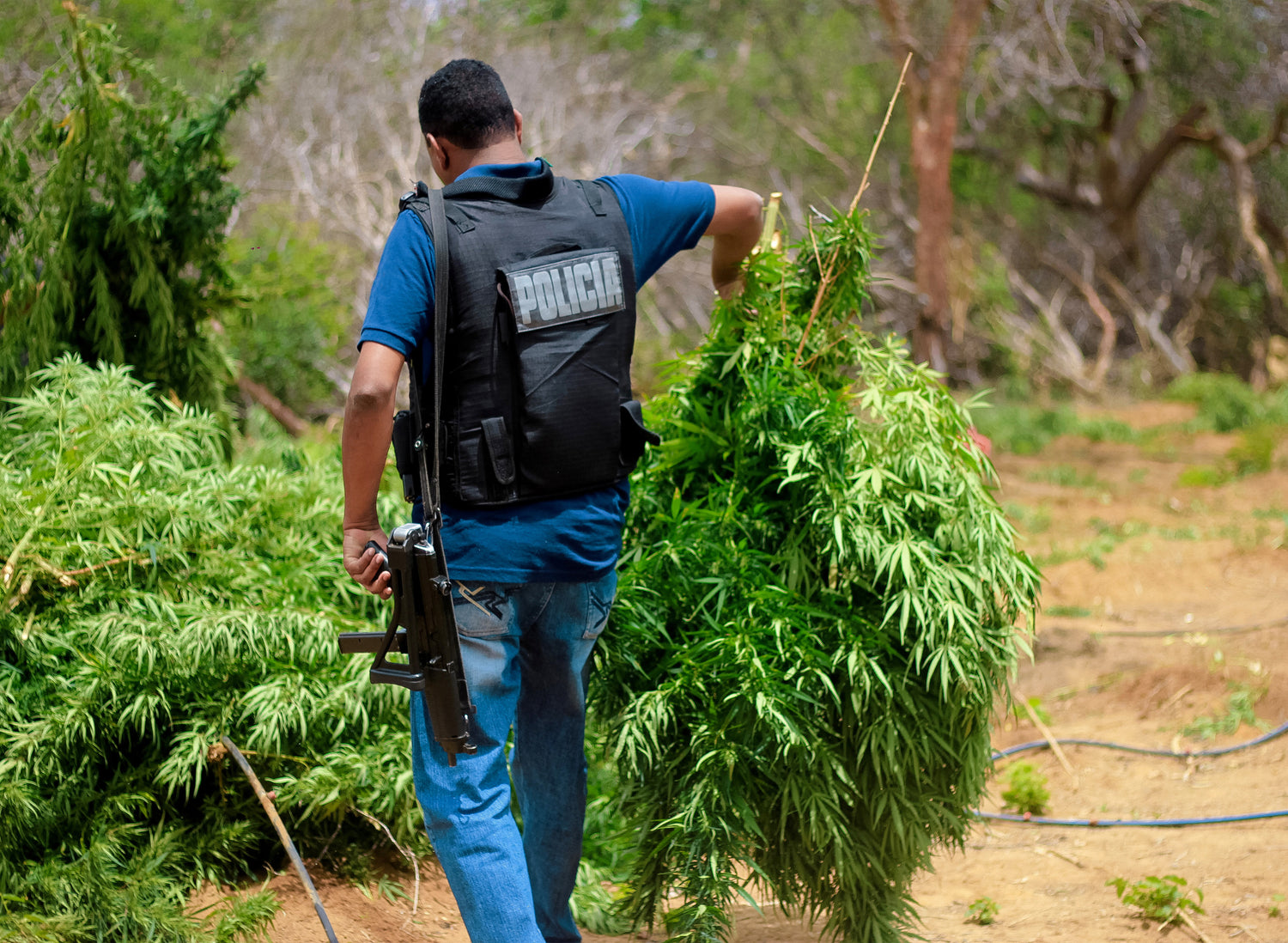 $1 Billion Worth Of Illegal Cannabis Seized In California Over The Past Year, Regulators Confirm
