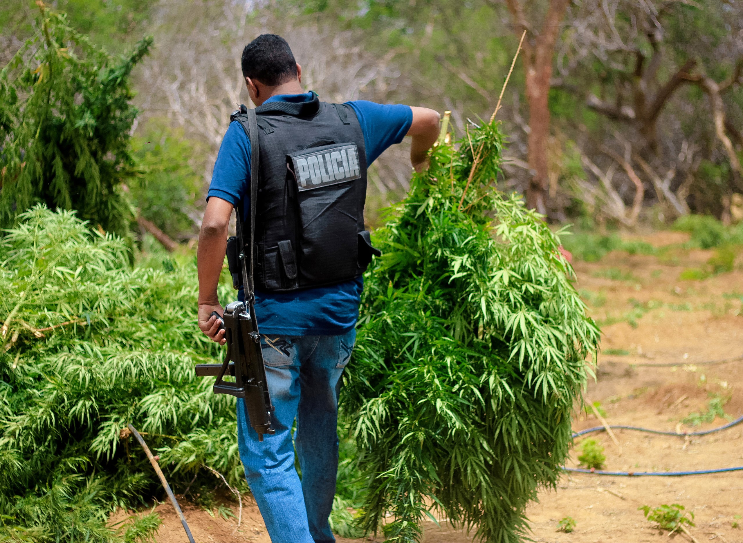 $1 Billion Worth Of Illegal Cannabis Seized In California Over The Past Year, Regulators Confirm