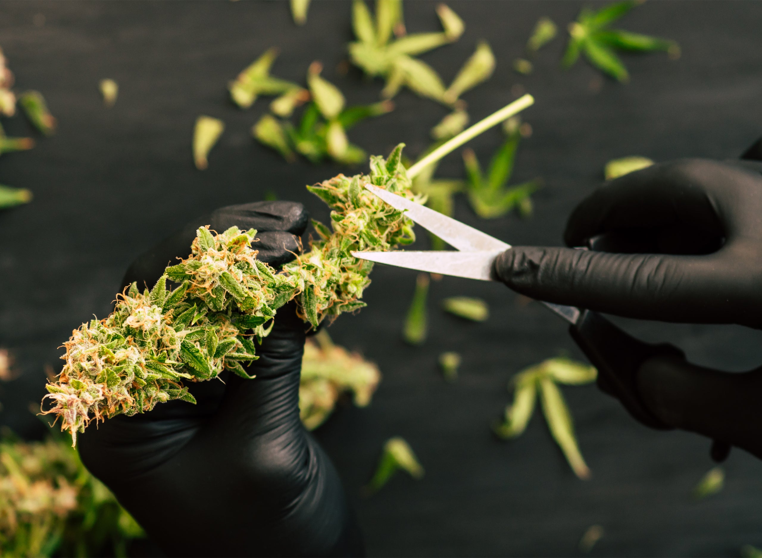 Croptober: What is it and How to Prepare as a Cannabis Business