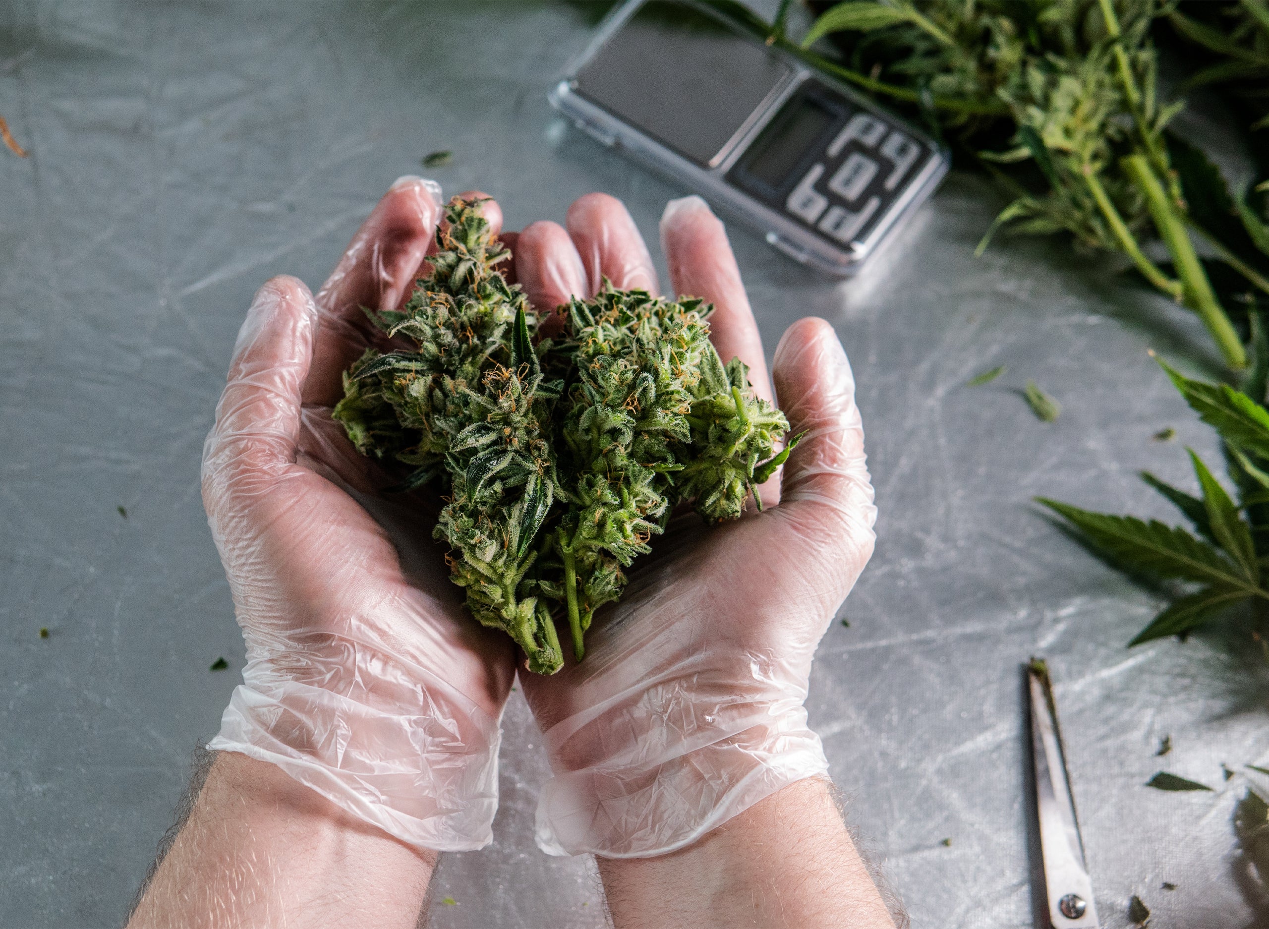Packaging of Different Strains: Doing Your Brand Up Right The First Time
