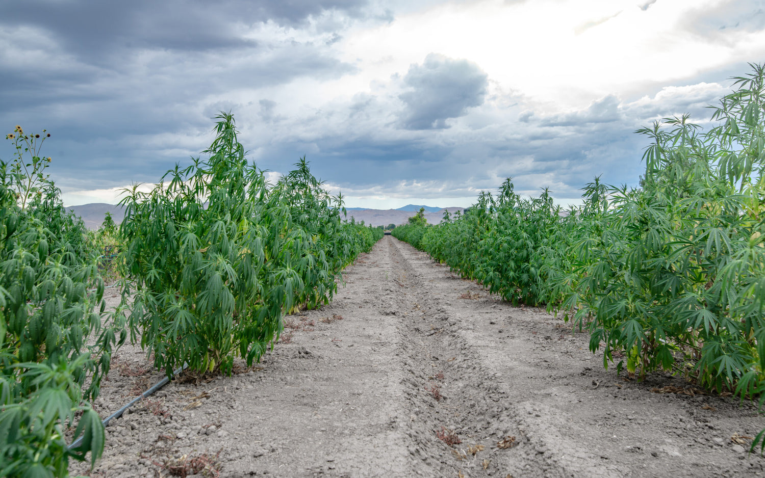 Here’s Why California Farmers Are Letting Cannabis Crops Die