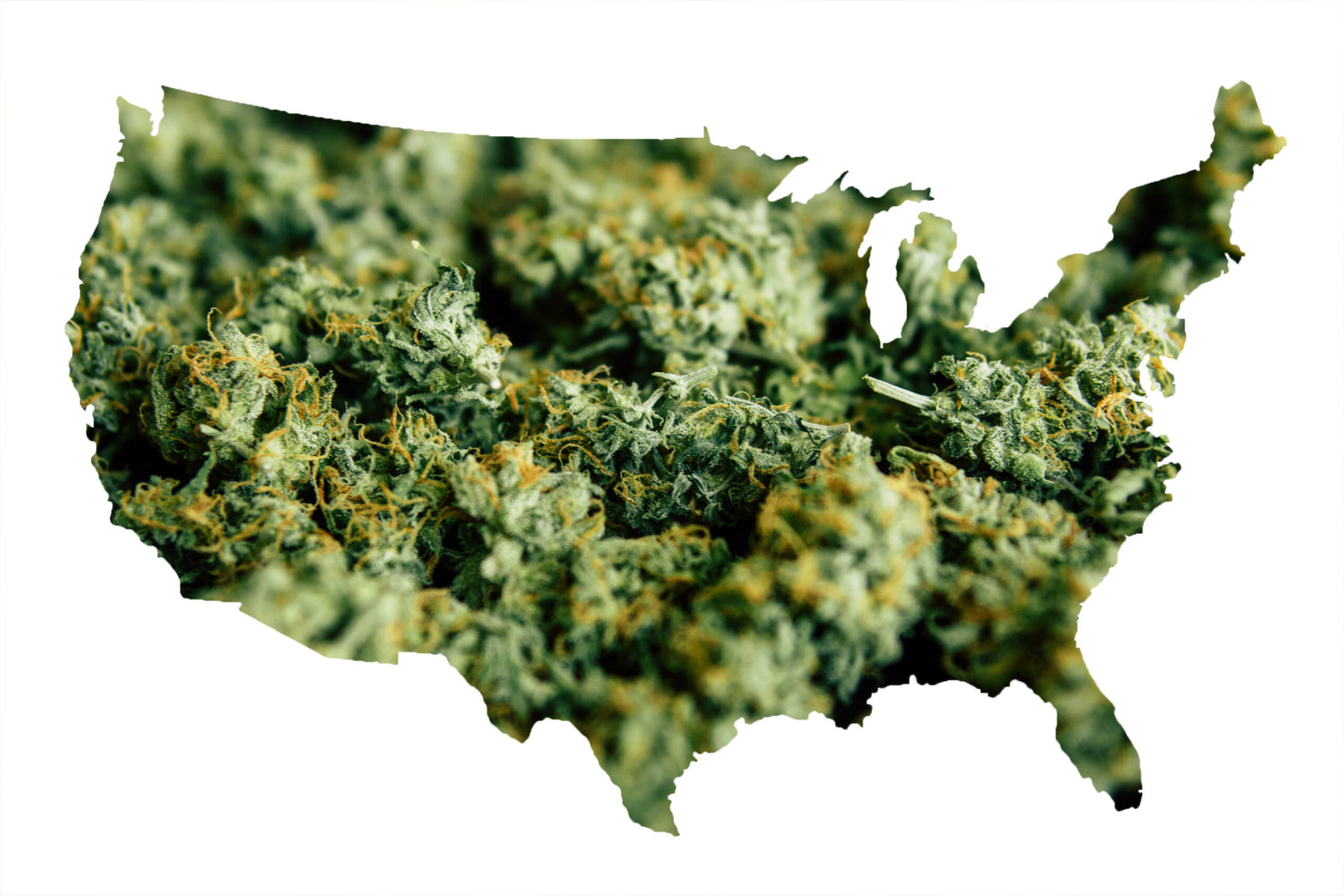 If These Four States Legalize Cannabis, Federal Legalization Could Follow