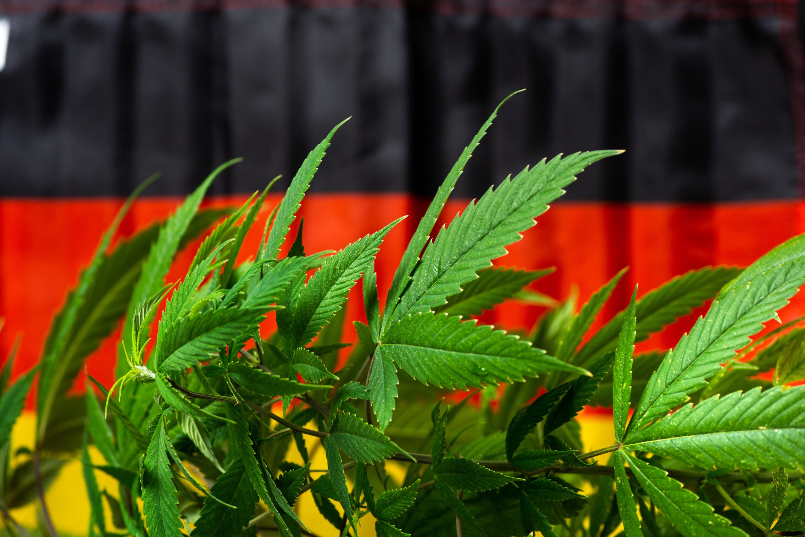 German Police Union Leaders Concerned About Legalizing Cannabis