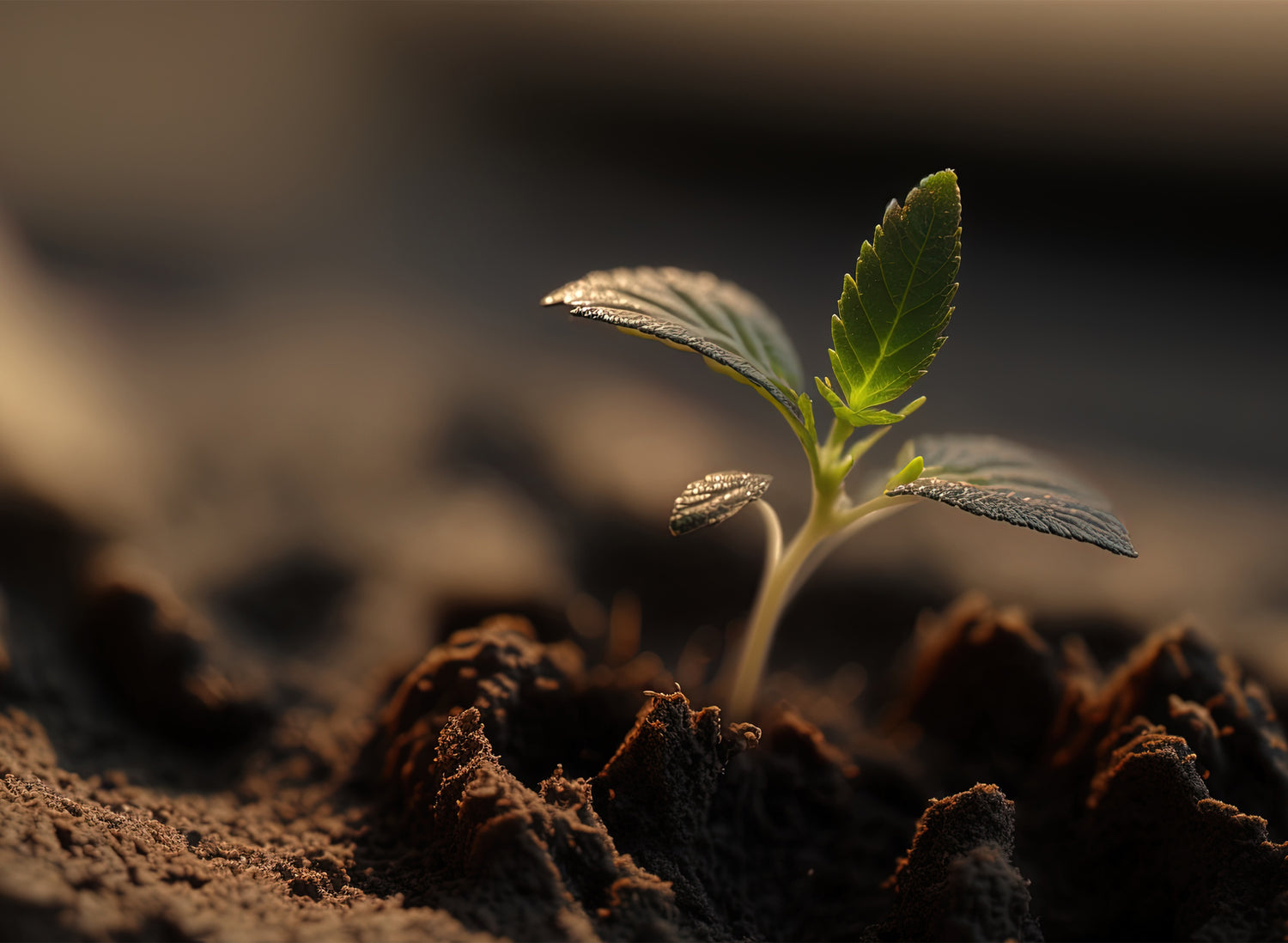 <strong>The Ultimate Guide to Germinating Cannabis Seeds: Tips for Success</strong>