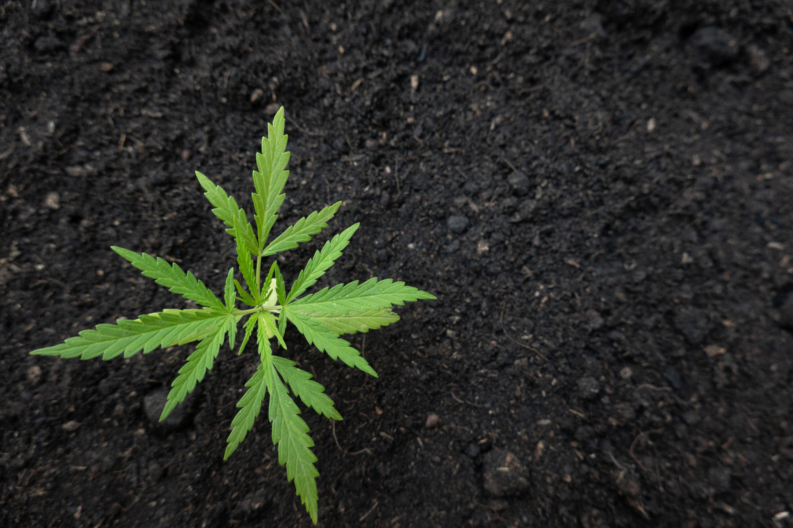 UK Cannabis Firm Announces World's First Carbon-Negative Cultivation Facility
