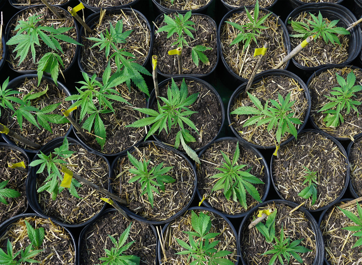 New York Approves Its First Recreational Cannabis Processor Licenses