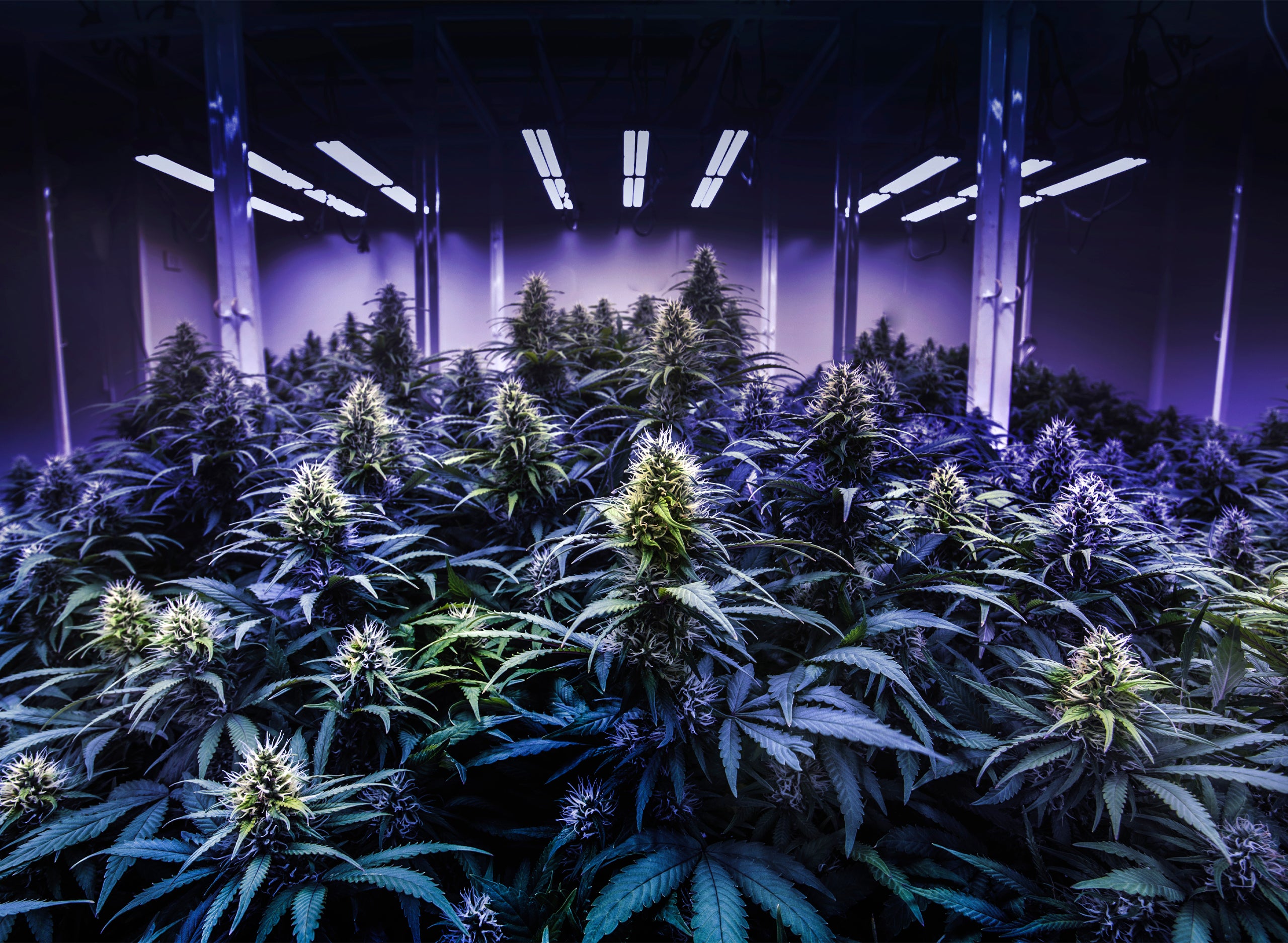 <strong>How To Grow Marijuana Indoors</strong>