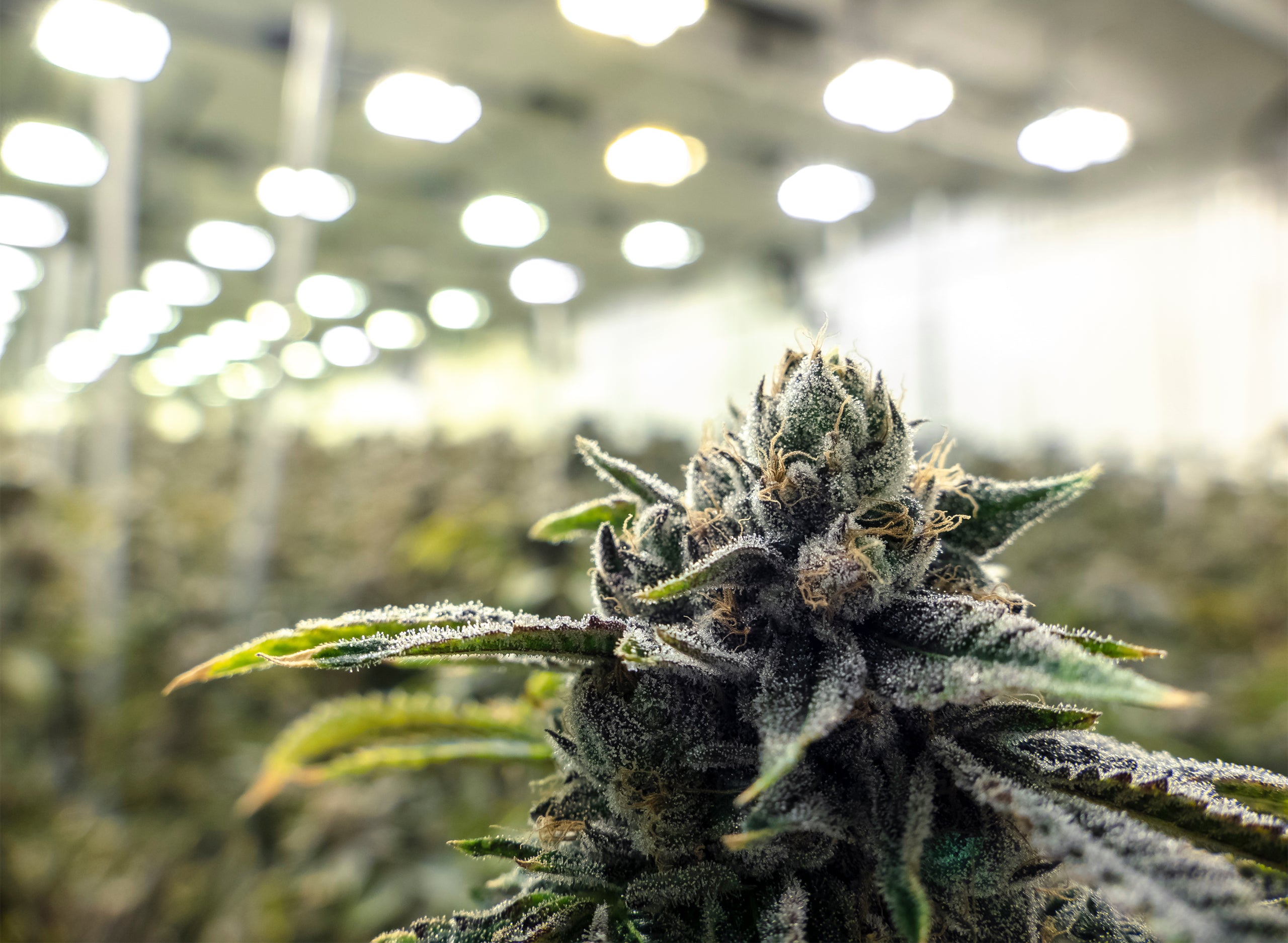Cannabis Growing Tips – Top Industry Secrets For Cultivation