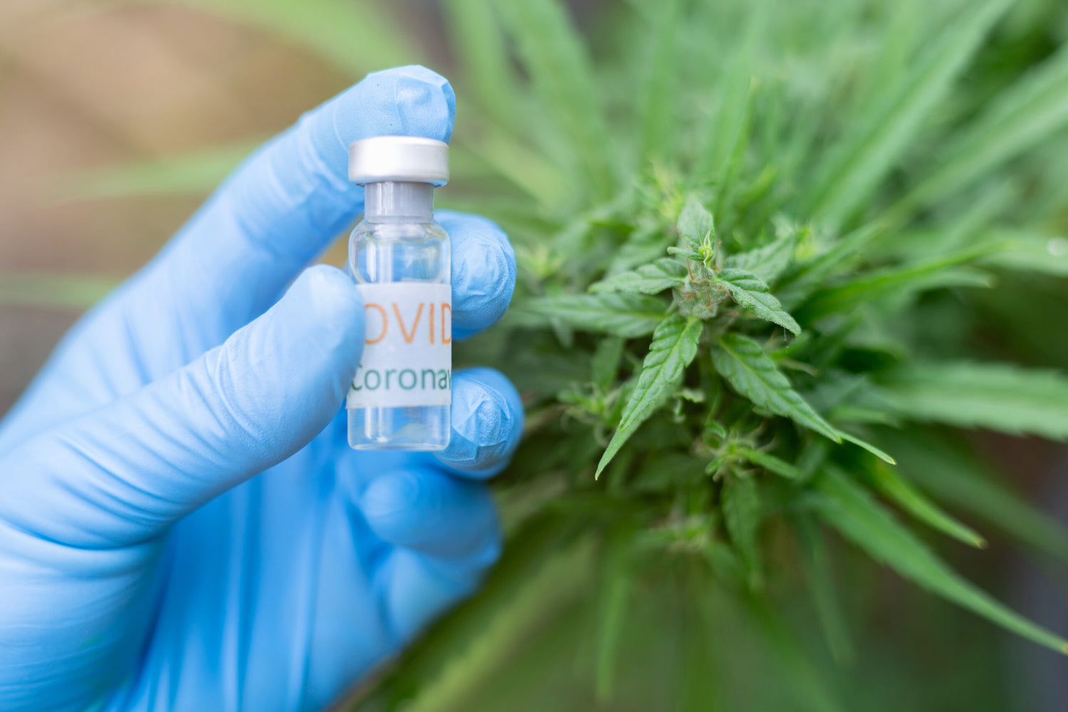Study Shows Hemp Cannabinoids Effective at Stopping COVID-19 Infection - Marijuana Packaging