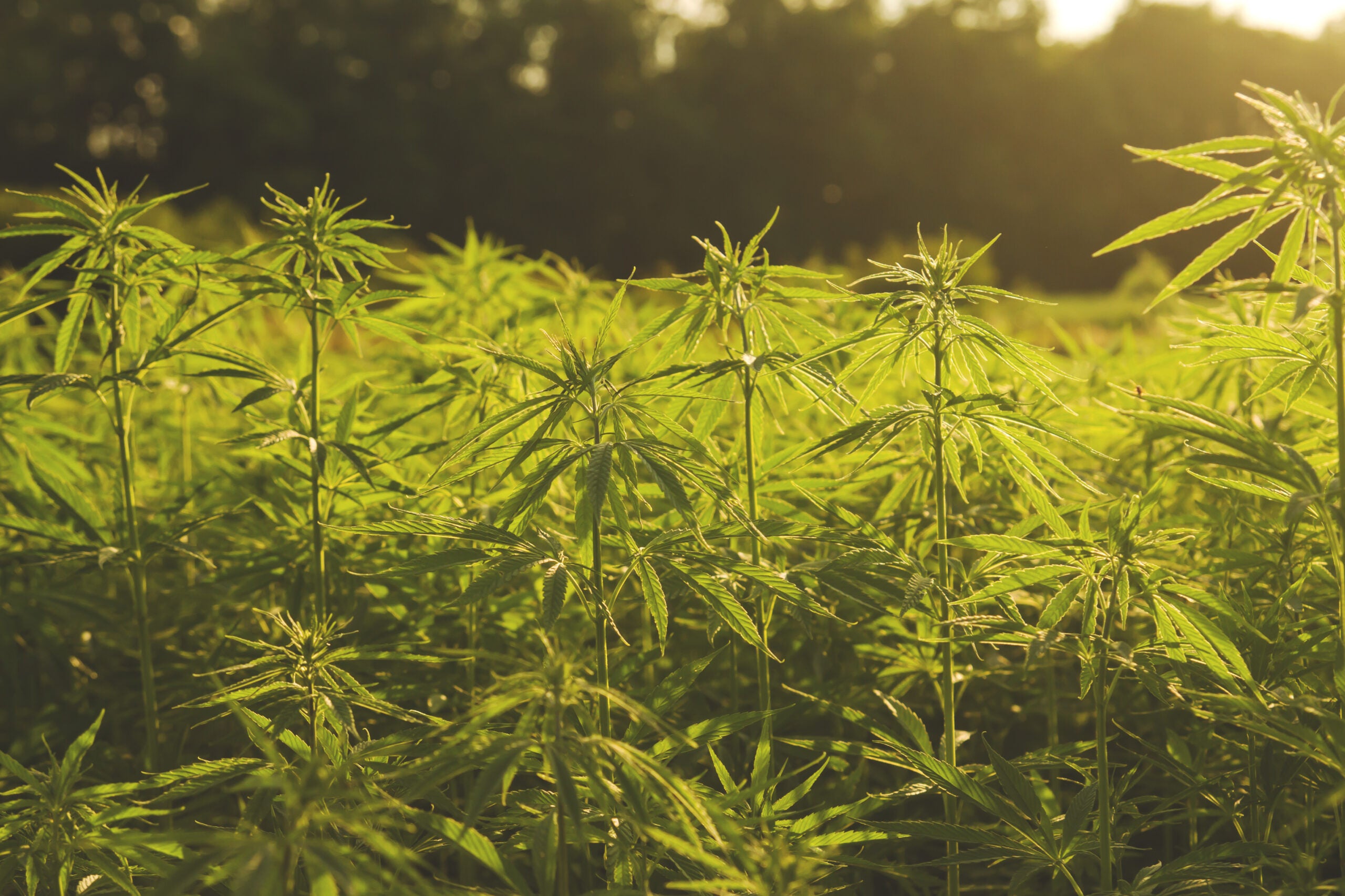 After Years Of Growth, Hemp Prices Continue Their Decline