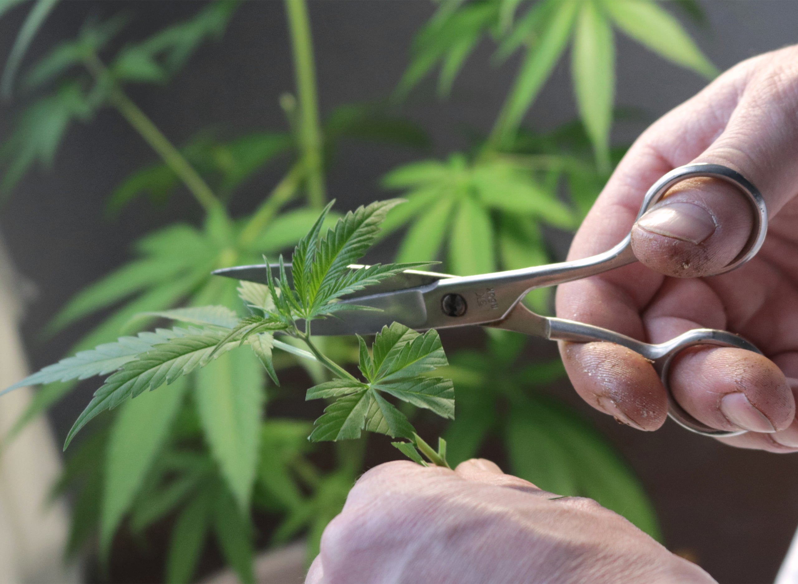 How to Clone a Cannabis Plant