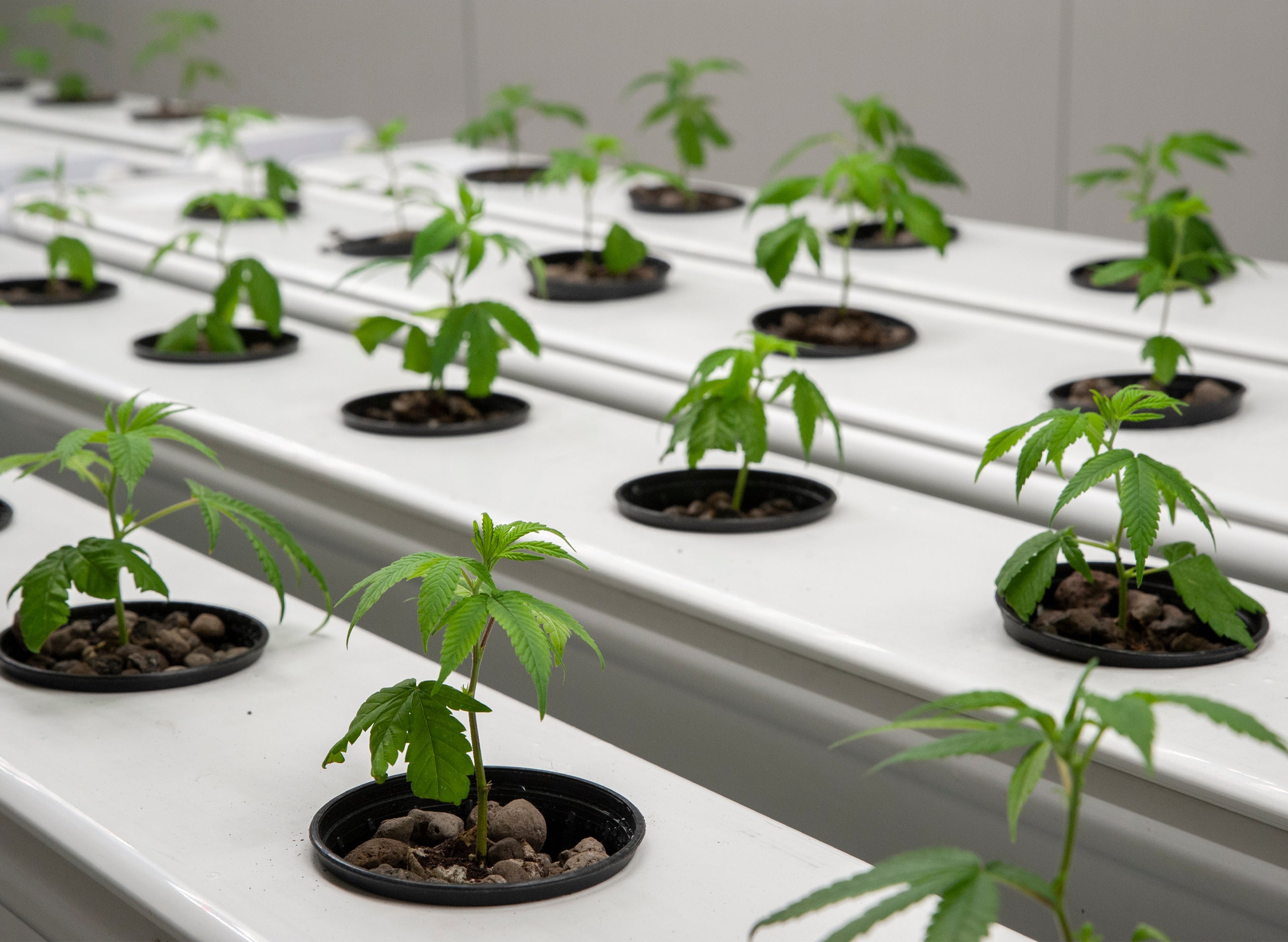 Hydroponic Systems for Cannabis - Marijuana Packaging