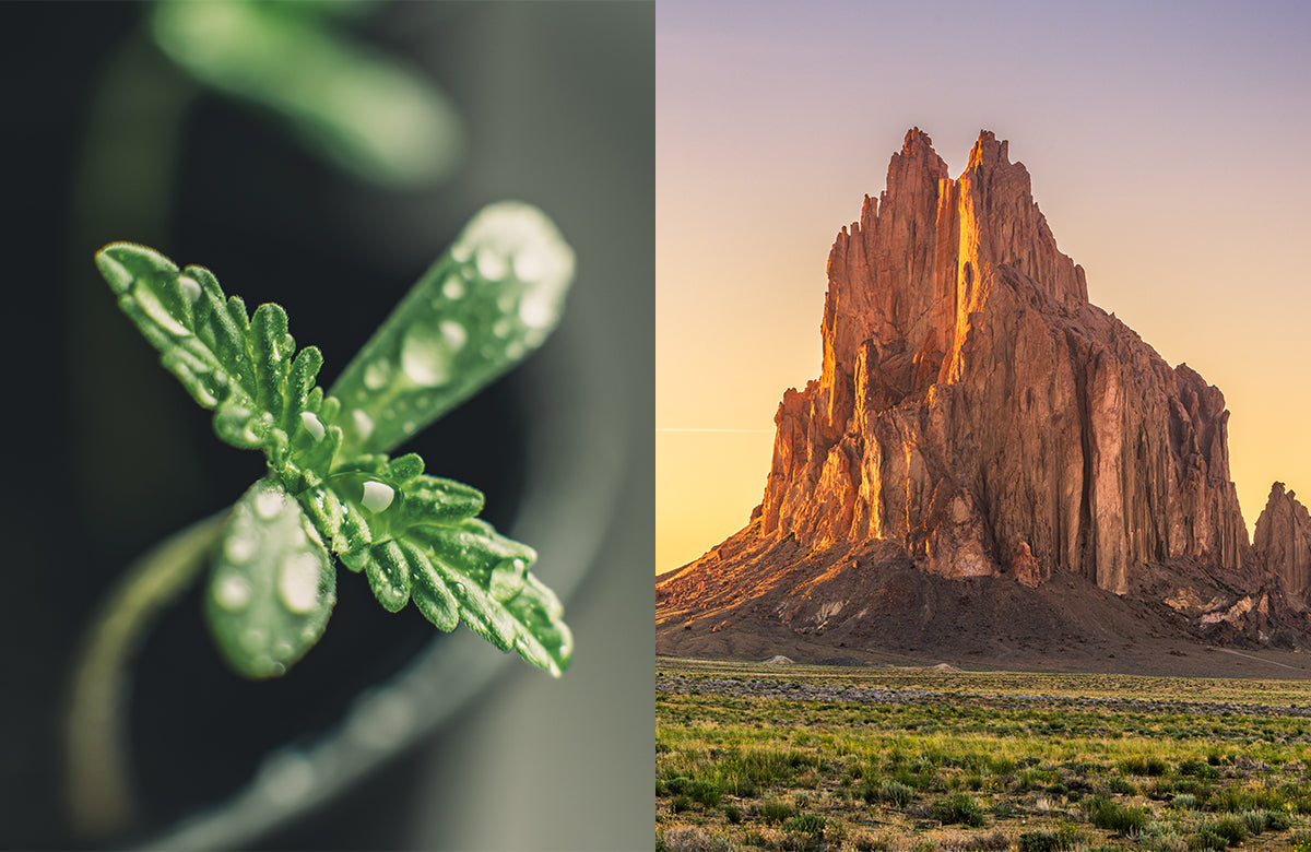 Mother&#8217;s Meds Gets New Mexico&#8217;s First Recreational Cannabis License