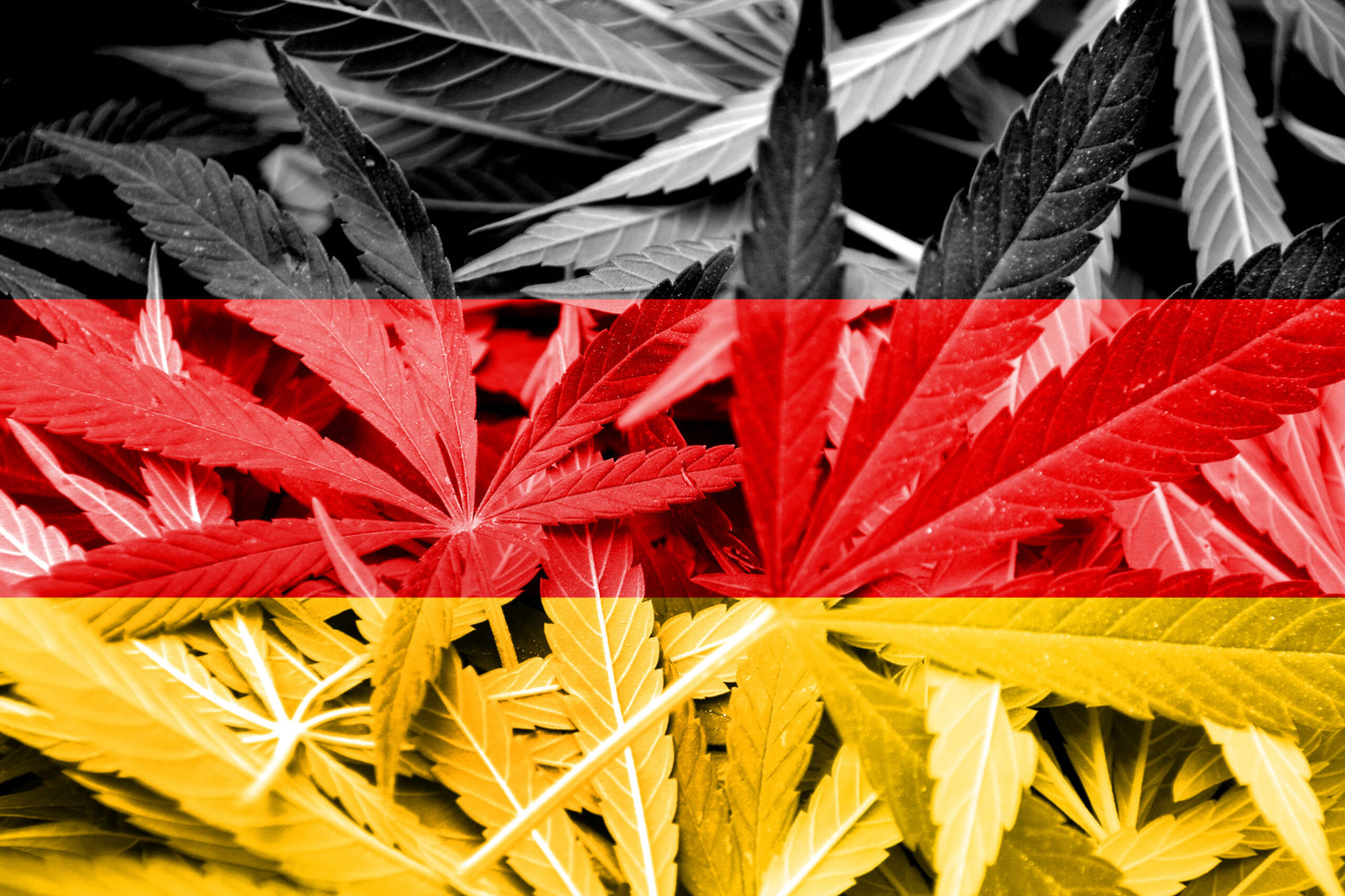Legalization In Germany Is On The Table