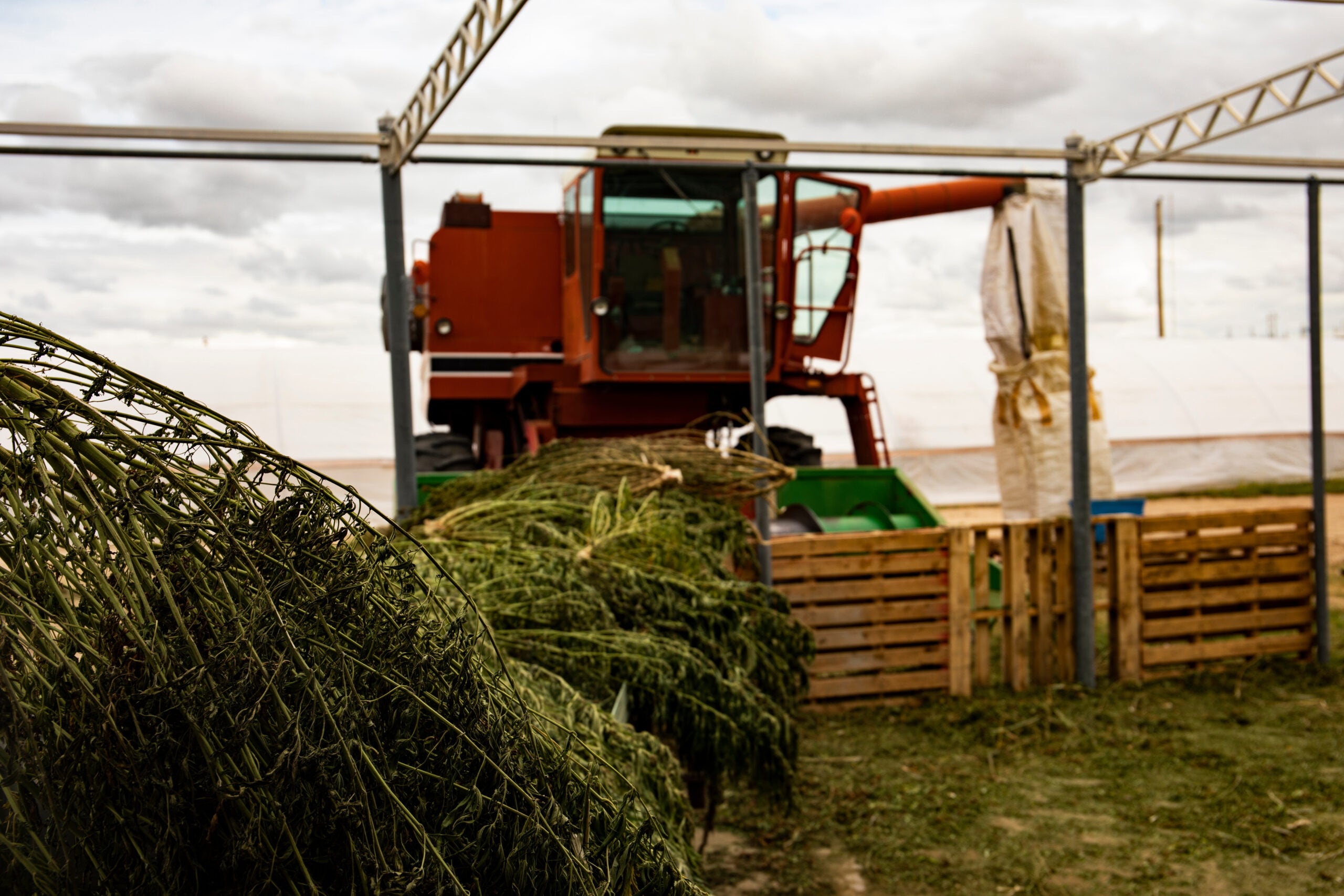 Industrial Hemp and How It’s Processed