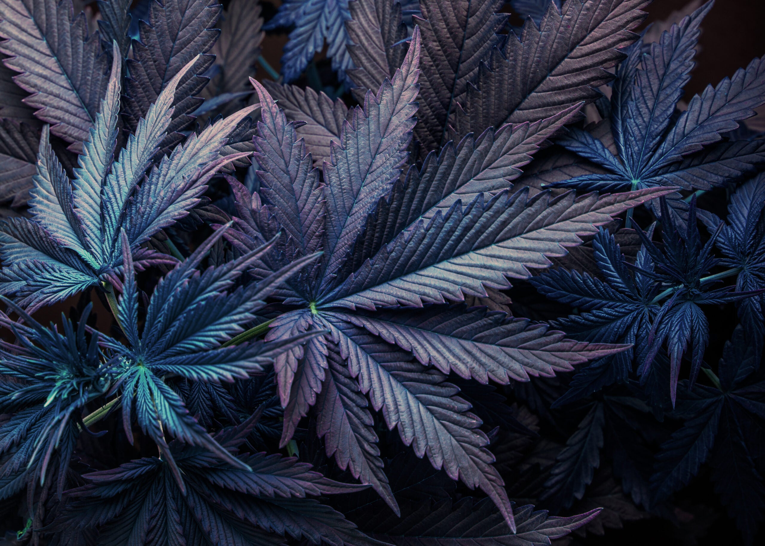 November&#8217;s Signs &#038; Strains: Leafly&#8217;s Recommended Cannabis Strains For Your Horoscope
