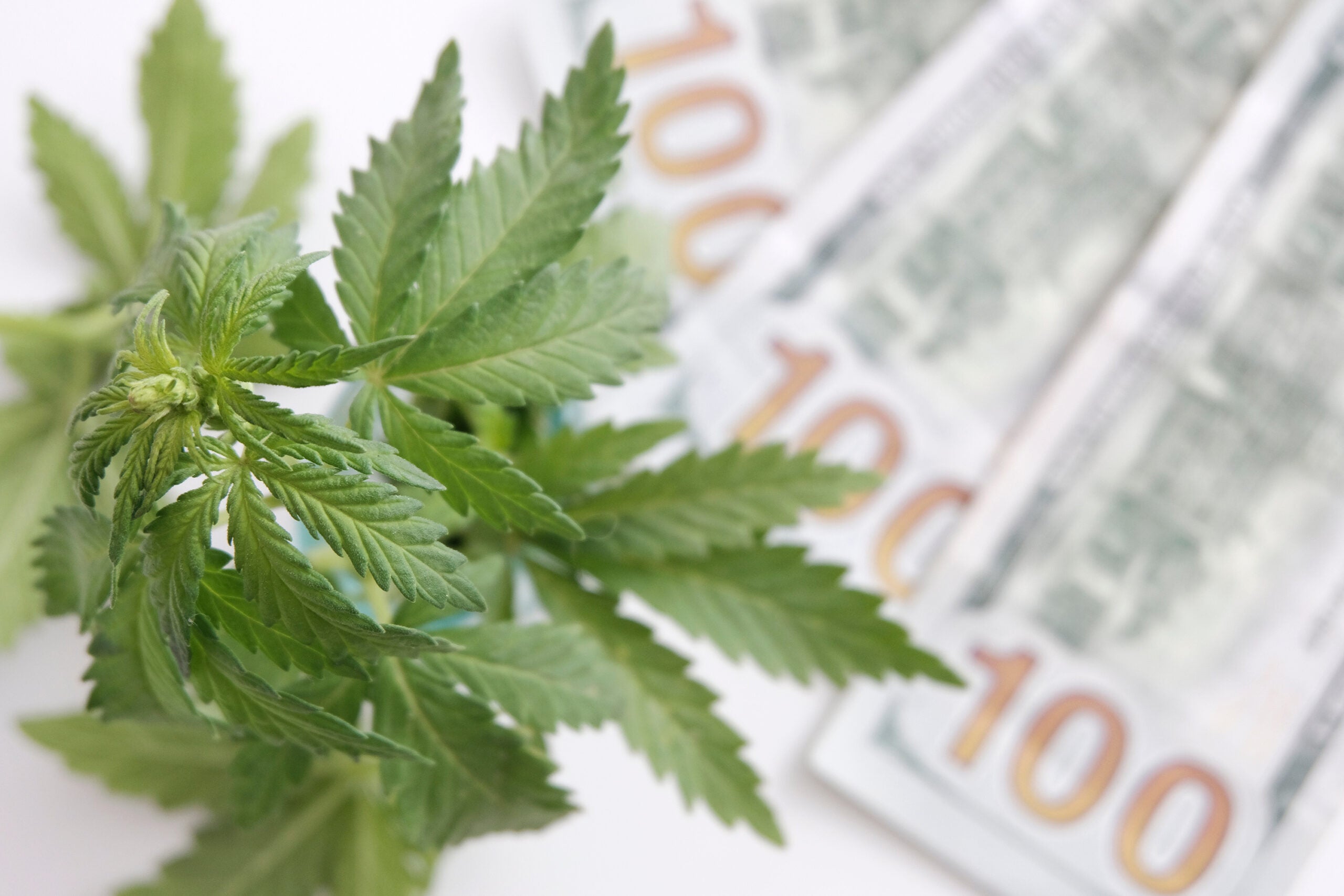 Minority Cannabis Business Association Releases New Equity Resources