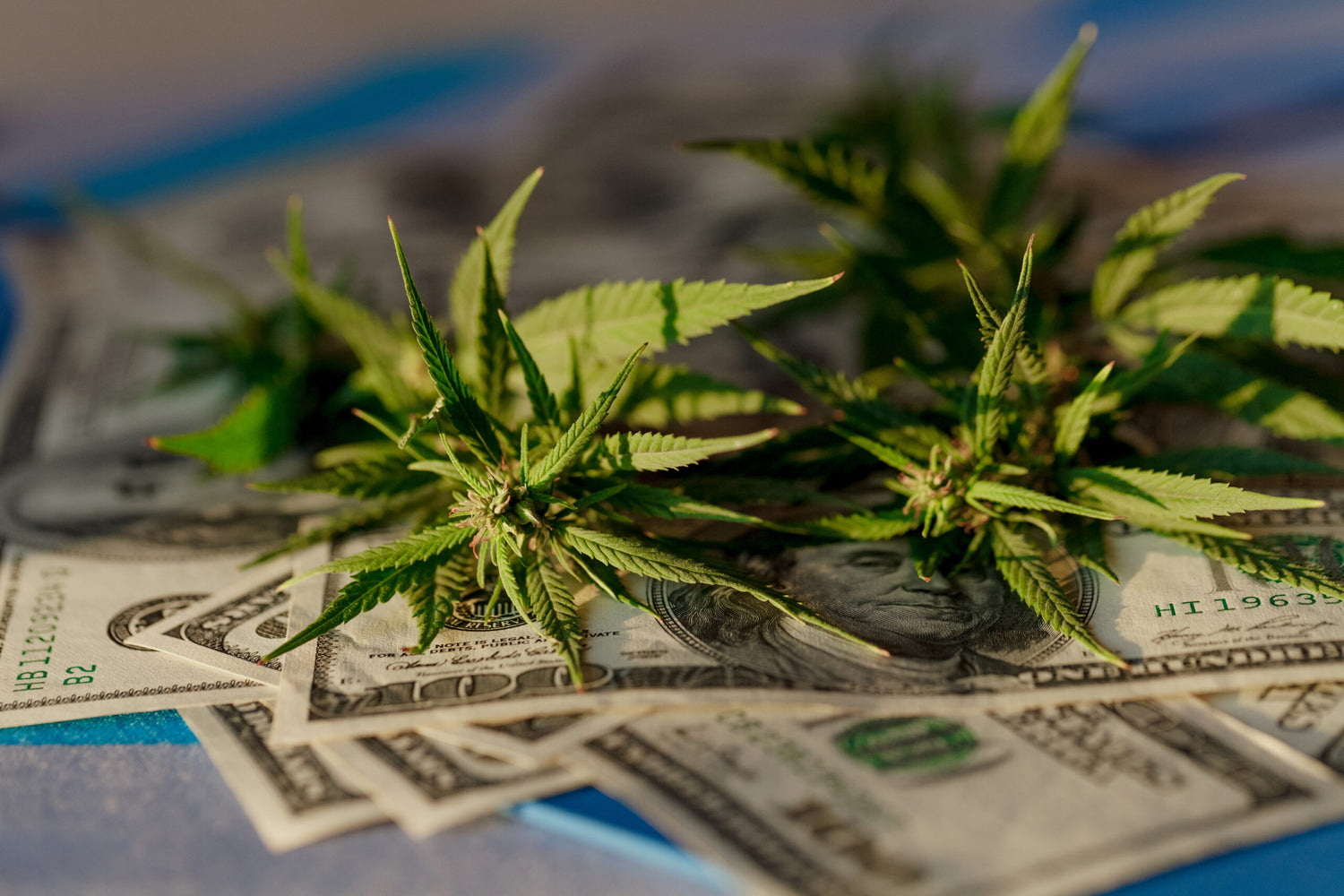 More States Allocating Cannabis Tax Revenue For Social Equity