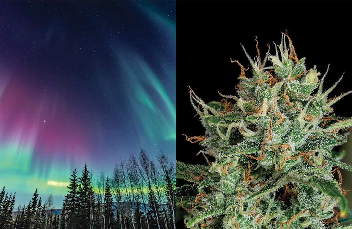 Alaska&#8217;s Recreational Cannabis Market Is Suffering: Here&#8217;s Why - Marijuana Packaging