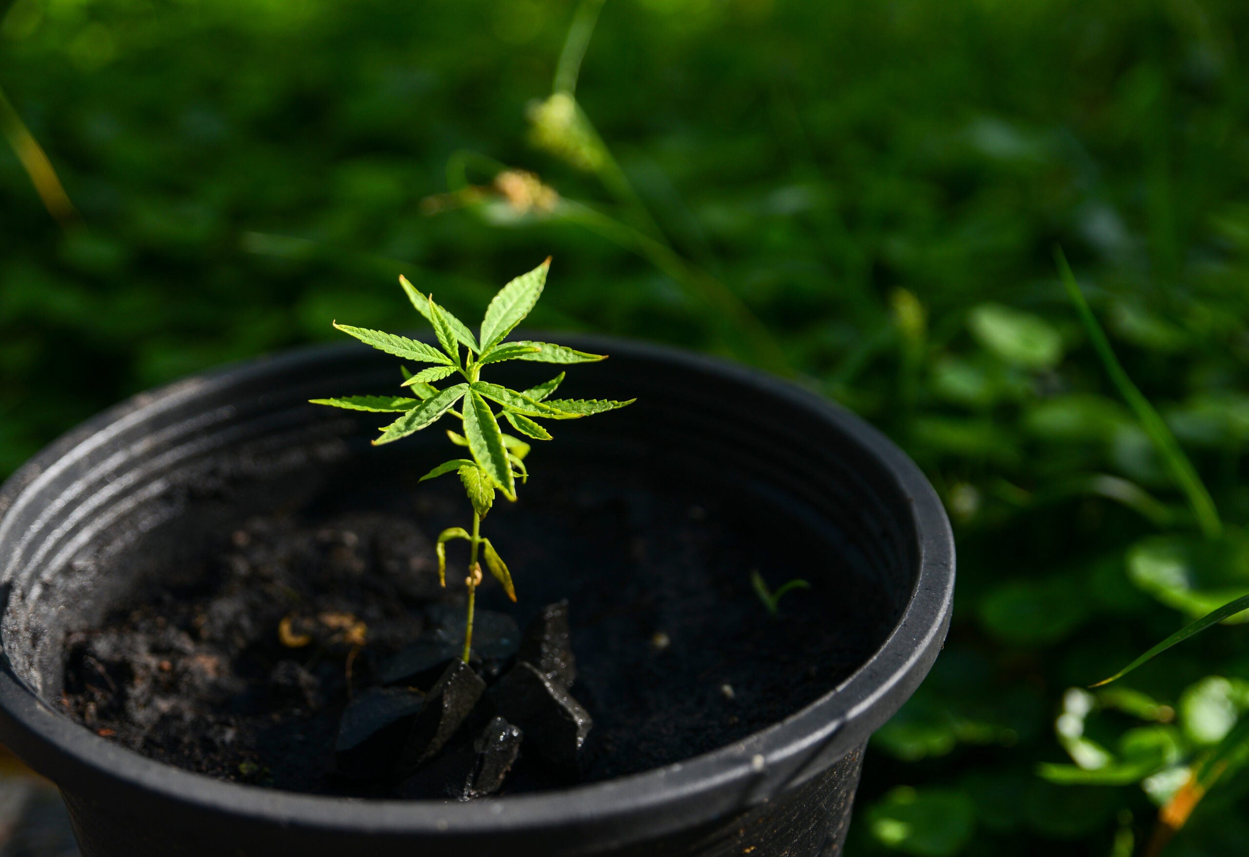 Pennsylvania Senators Put Bipartisan Support Behind New Bill To Allow Medical Marijuana Patients To Grow Cannabis At Home