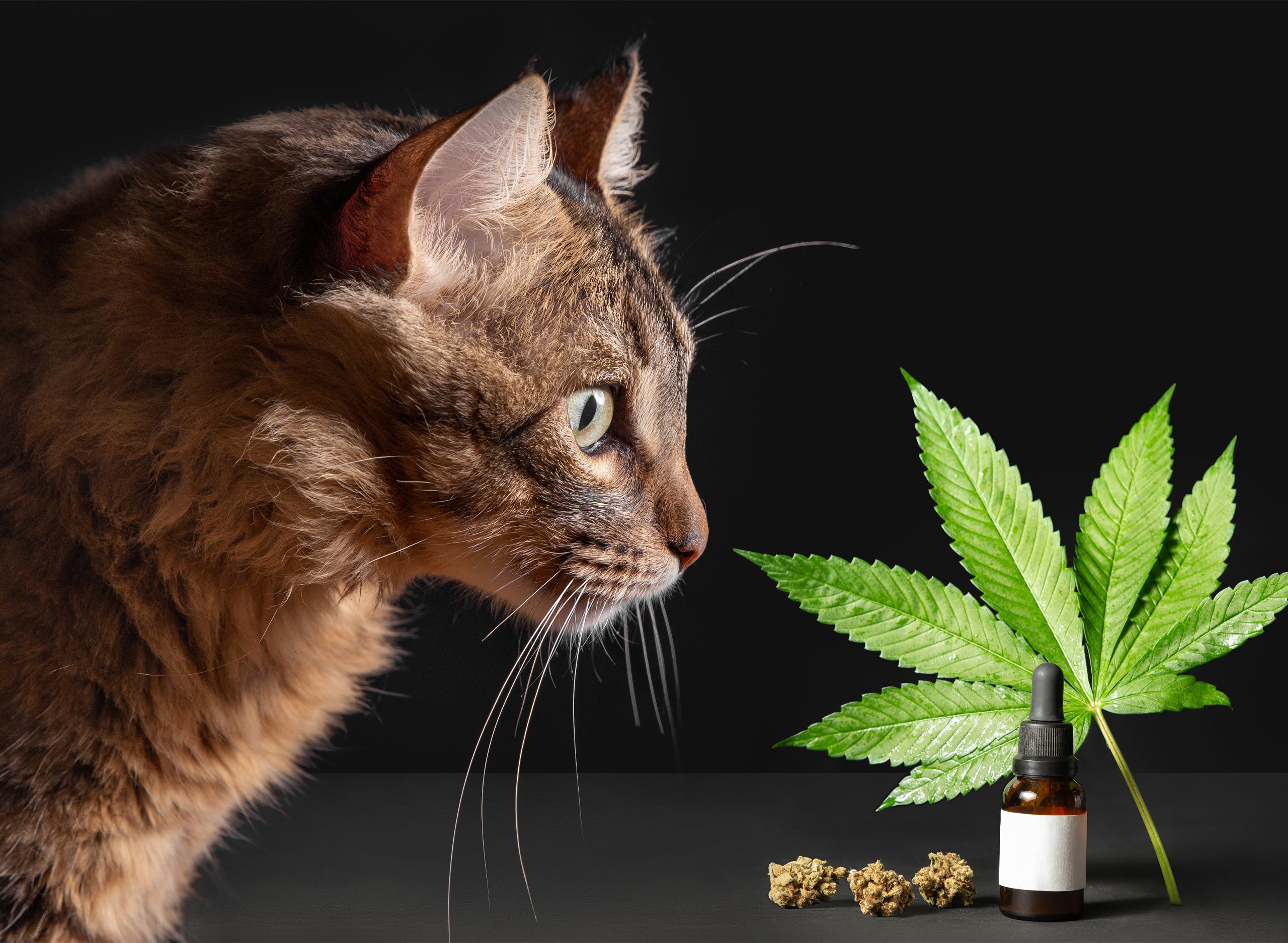 CBD Product Branding for Pet Products
