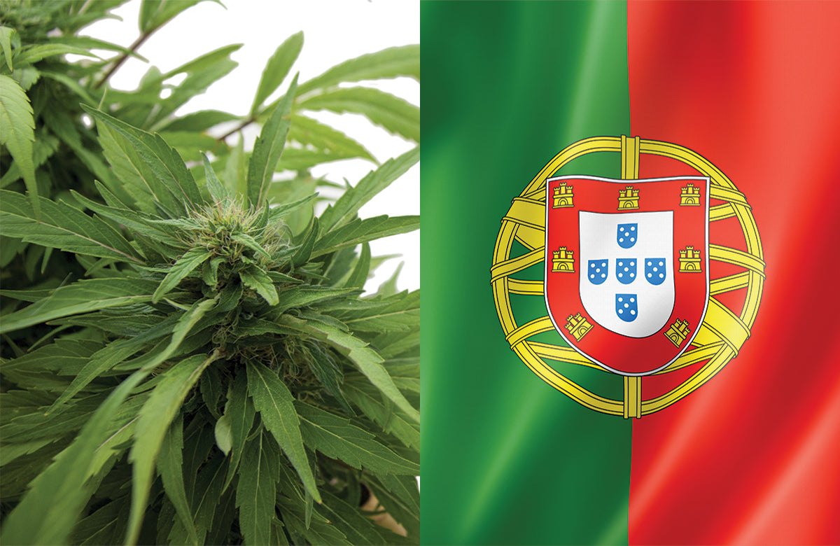 Portugal Government Disarray Forces Marijuana Delay