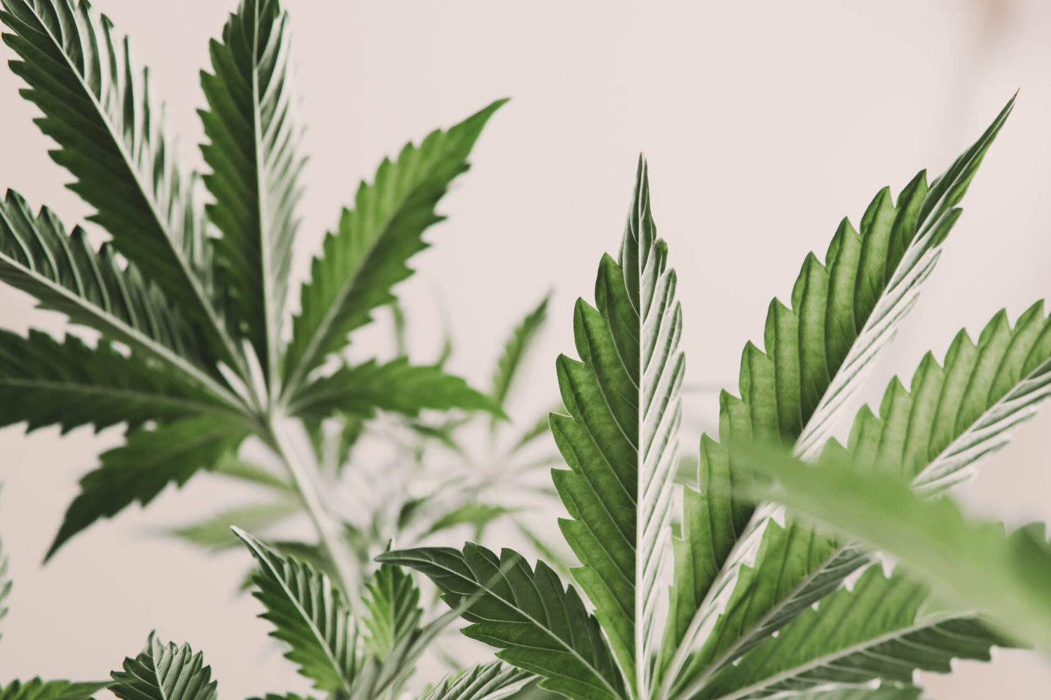 Schwazze To Acquire Brow 2&#8217;s Indoor Cultivation Operation In Denver