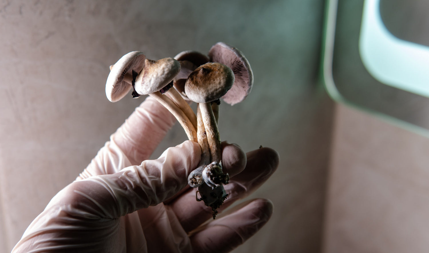 Seattle Heading Toward Decriminalizing Psychedelics With Councilmember Support