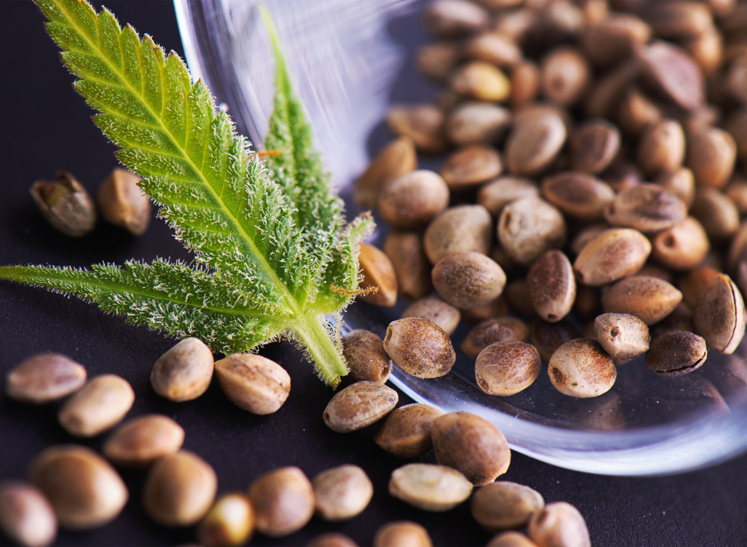 The Best Way To Preserve Cannabis Seeds
