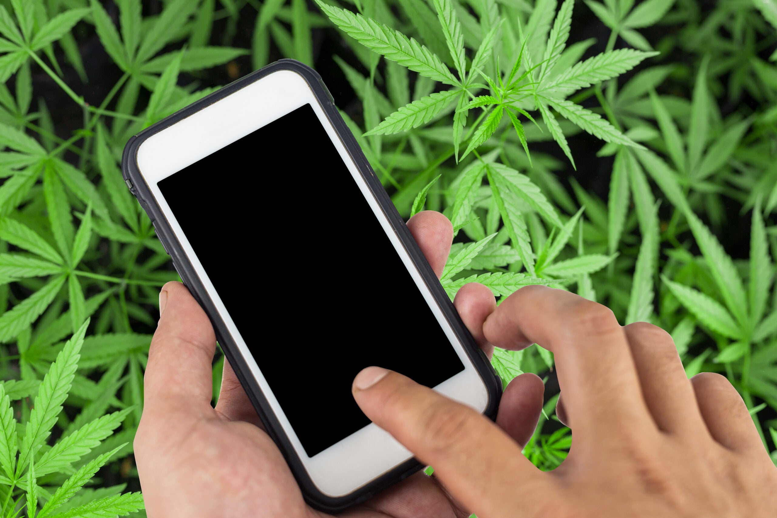 A Social Networking App For Medical Cannabis Patients Launches In Israel