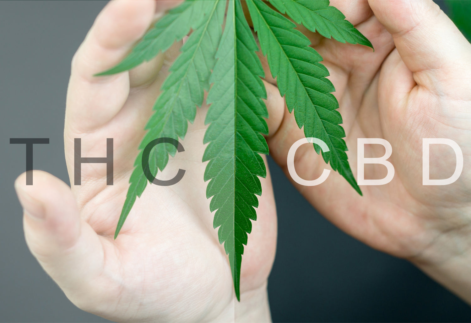 <strong>CBD vs THC: Key Differences Between The Two Cannabinoids</strong>