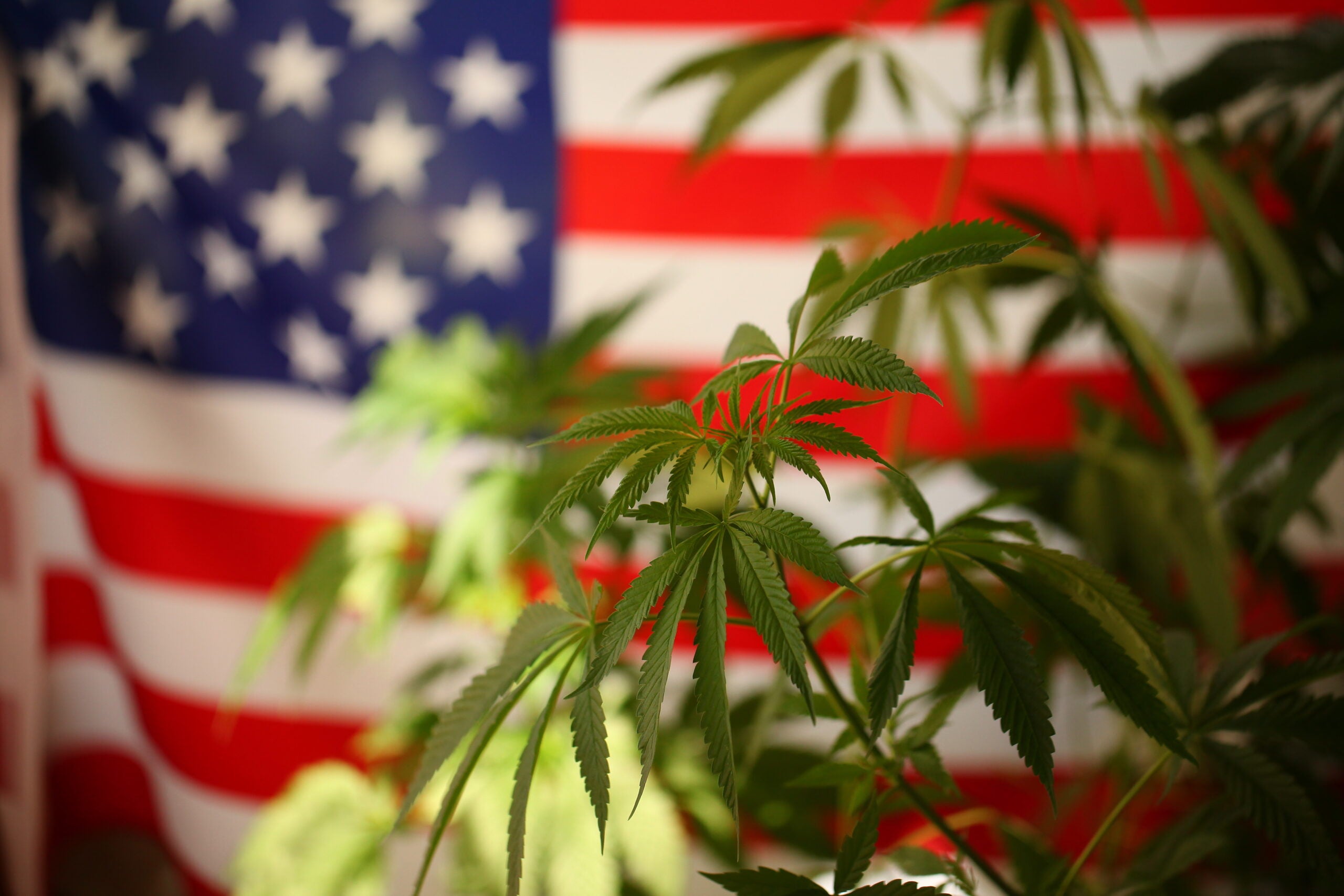 Three Senators Petition POTUS To Uphold Cannabis Promises