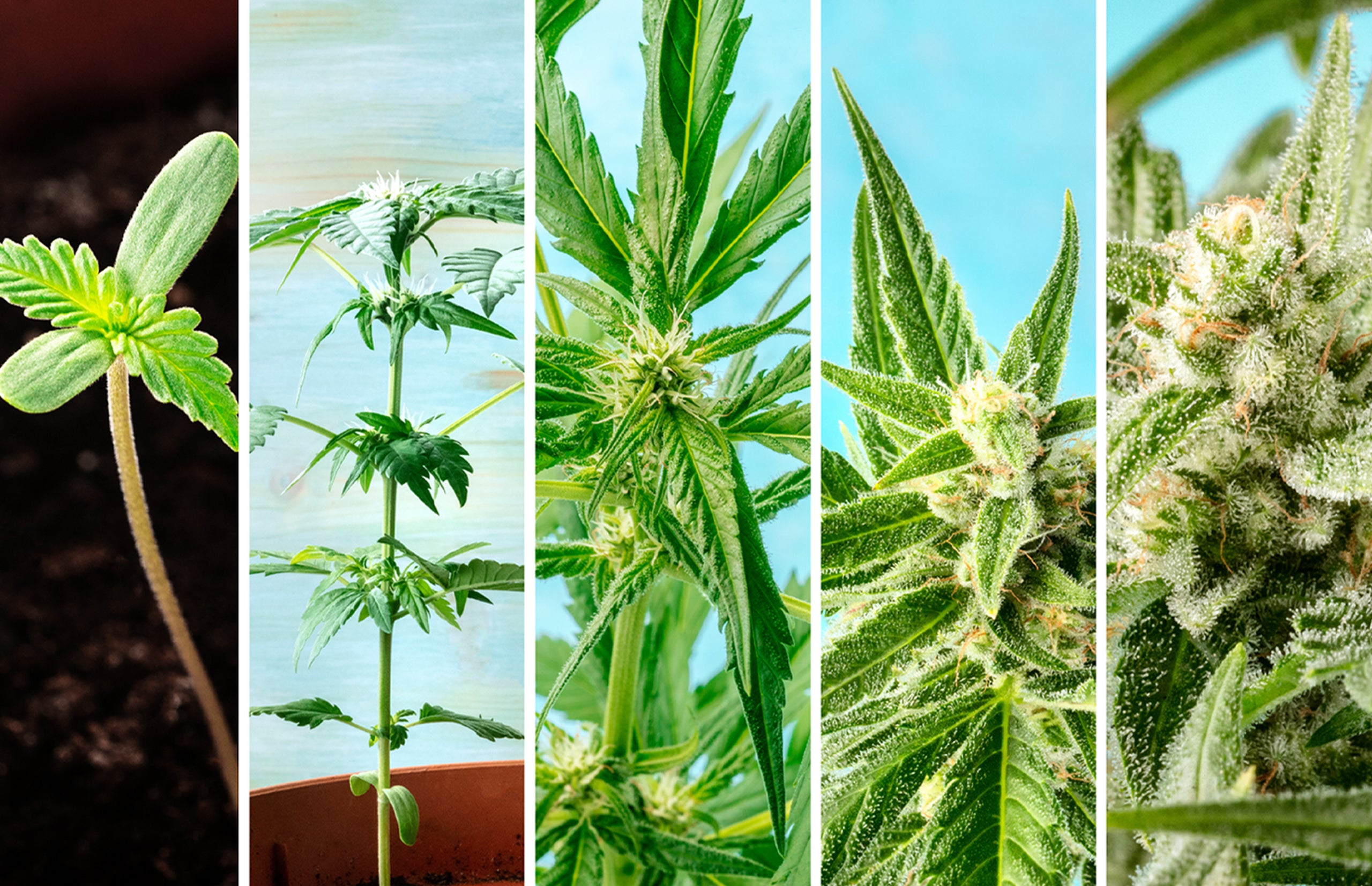 Growing Stages of the Cannabis Plant