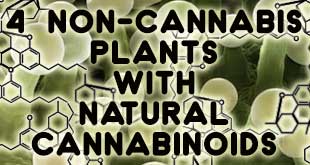 Cannabinoids Occur Naturally in Several Plants Besides Cannabis